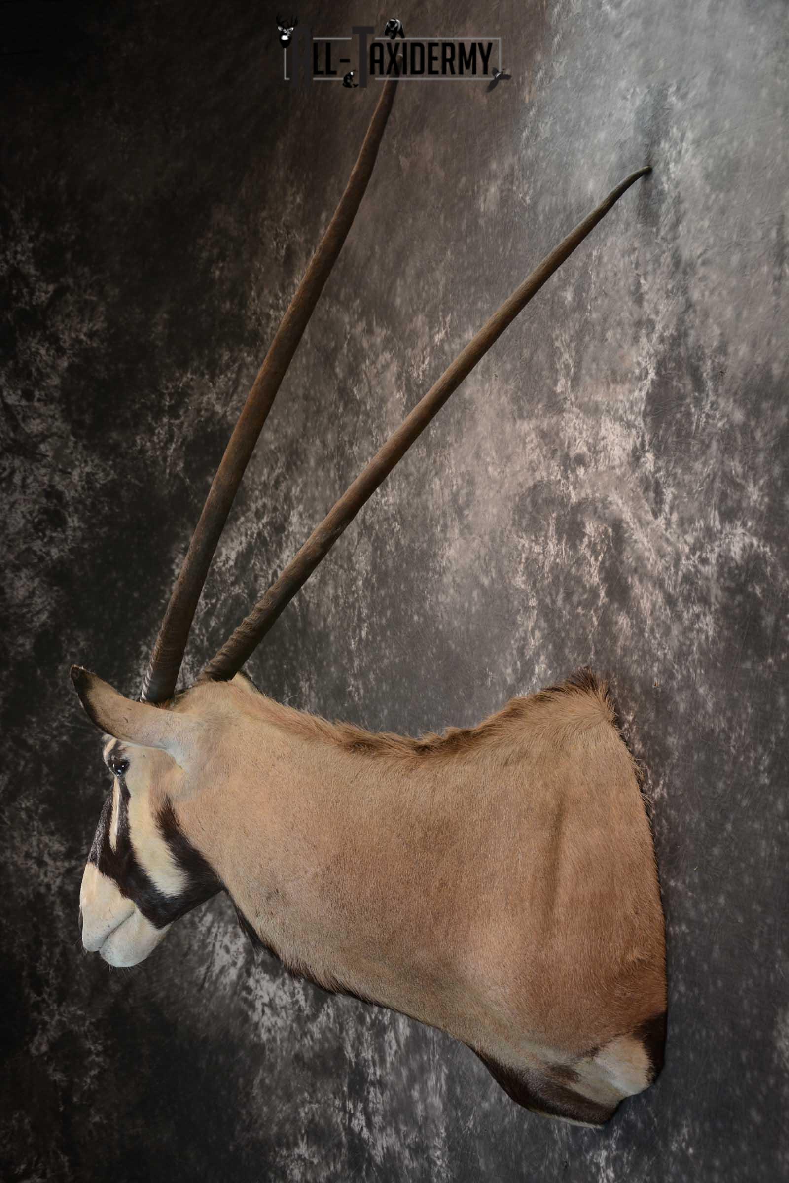 African Gemsbok taxidermy shoulder mount for sale SKU 1649 - Image 7