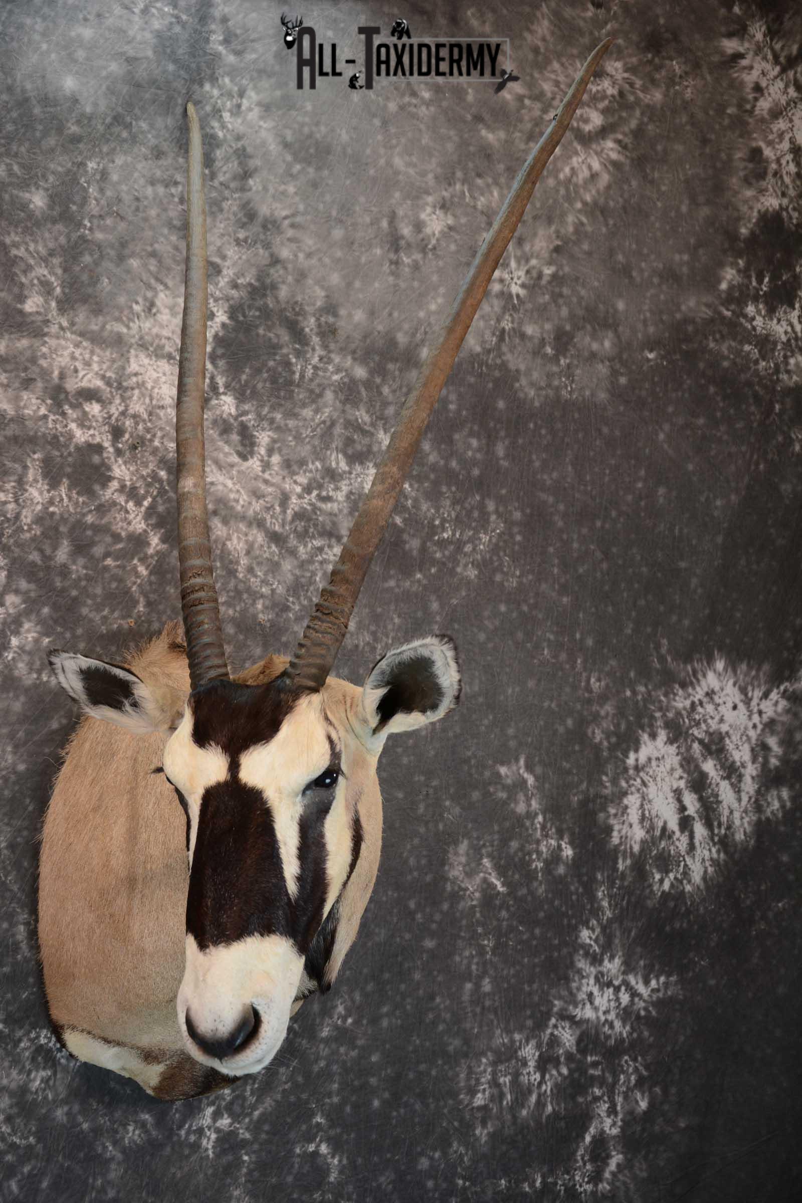 African Gemsbok taxidermy shoulder mount for sale SKU 1649 - All Taxidermy