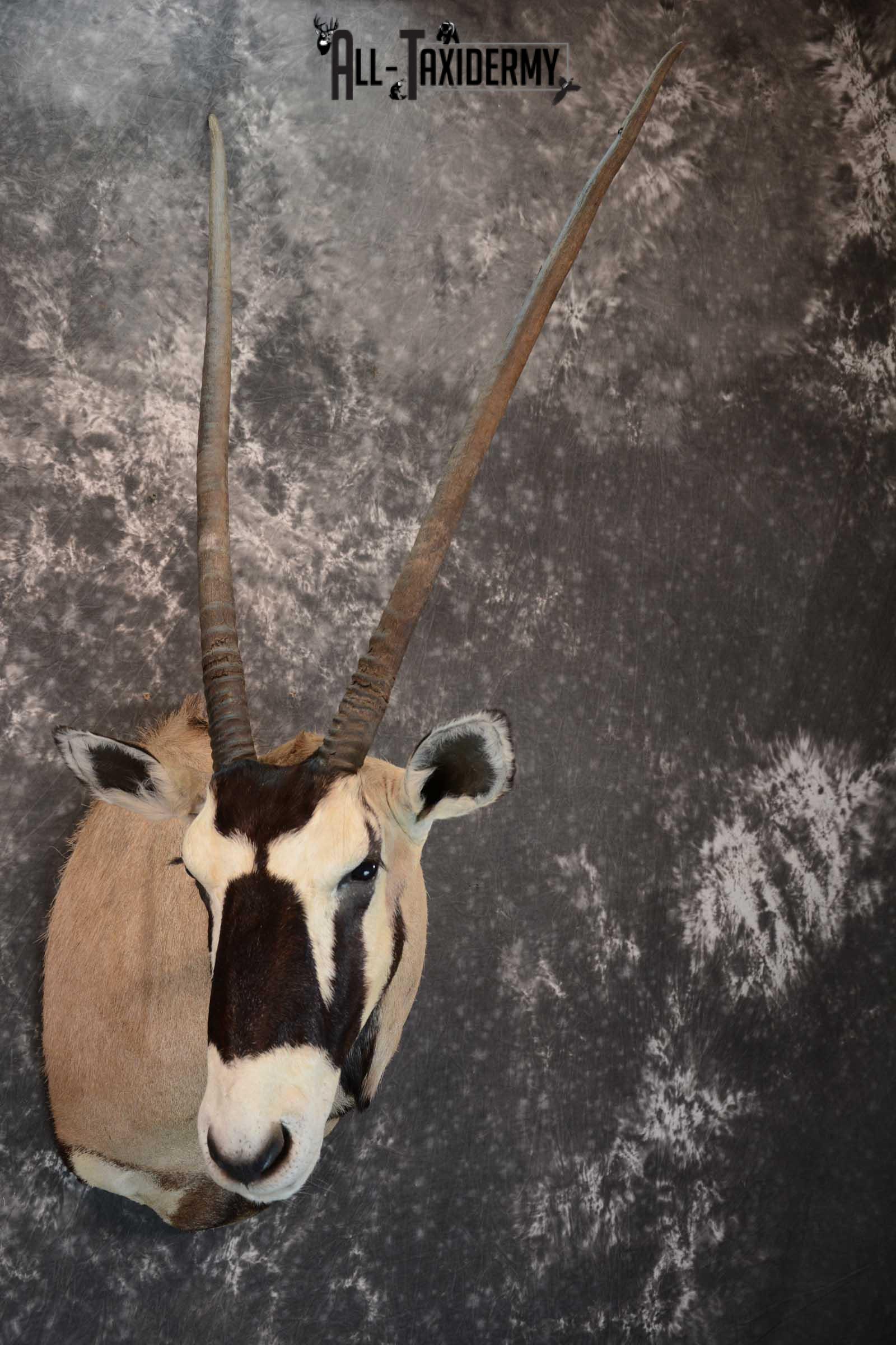 African Gemsbok taxidermy shoulder mount for sale SKU 1649 - Image 6