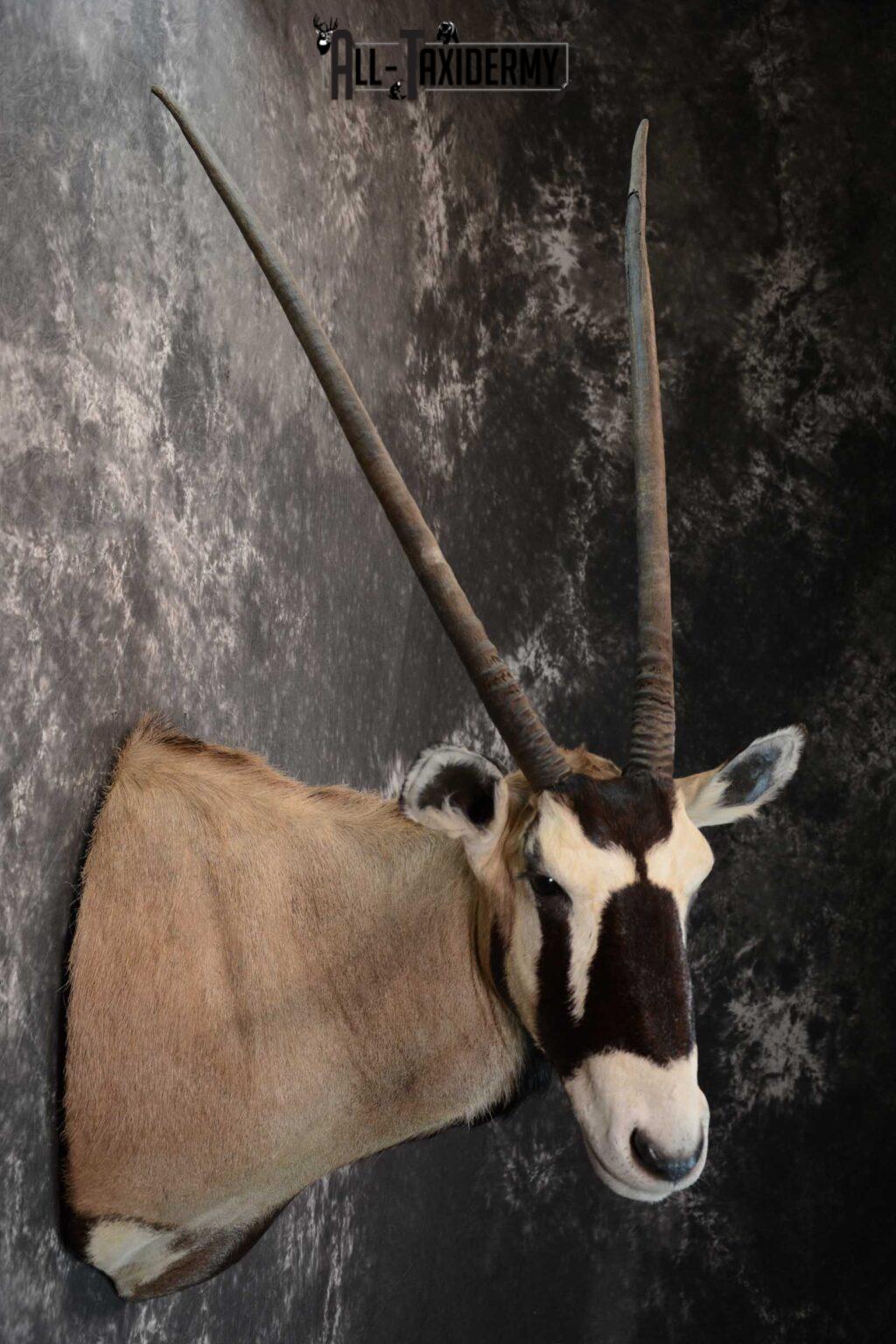 African Gemsbok taxidermy shoulder mount for sale SKU 1649 - All Taxidermy