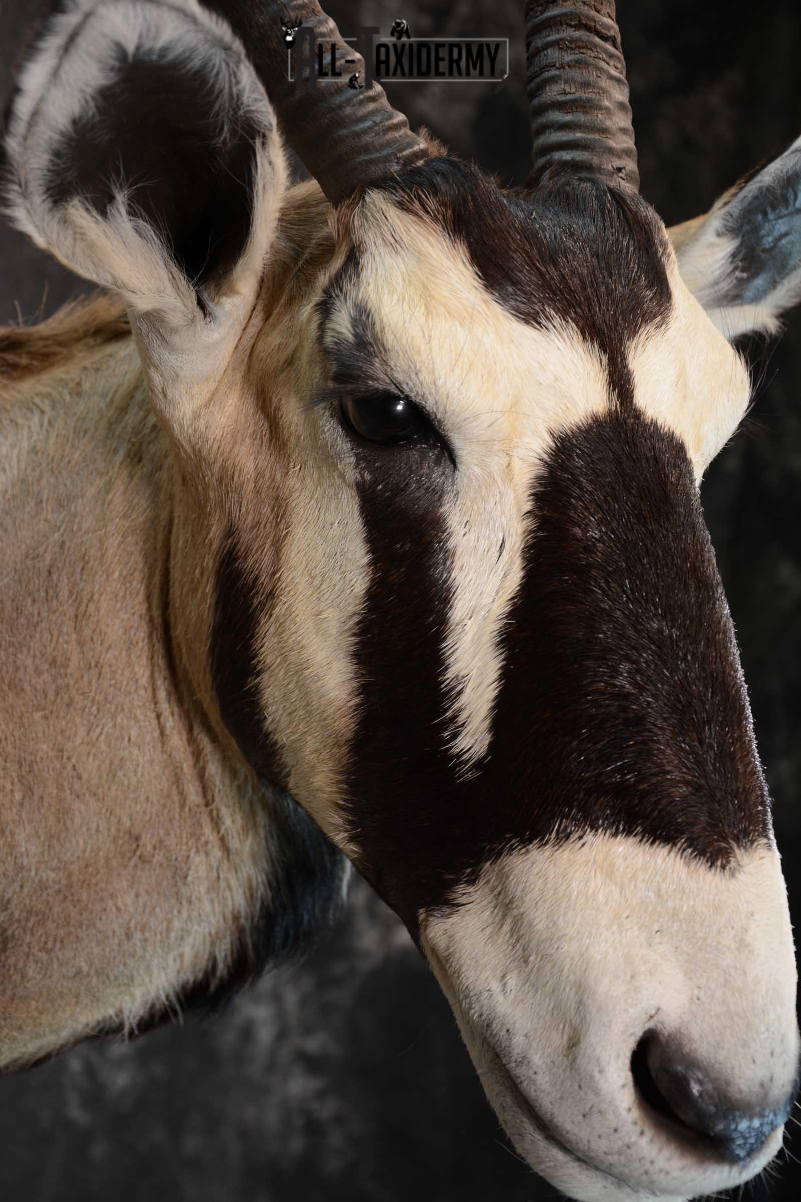 African Gemsbok taxidermy shoulder mount for sale SKU 1649 - Image 4