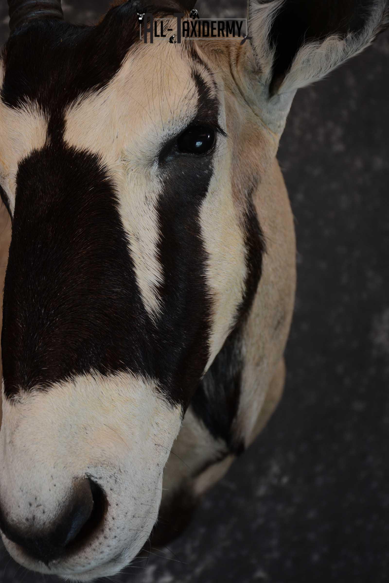 African Gemsbok taxidermy shoulder mount for sale SKU 1649 - Image 3