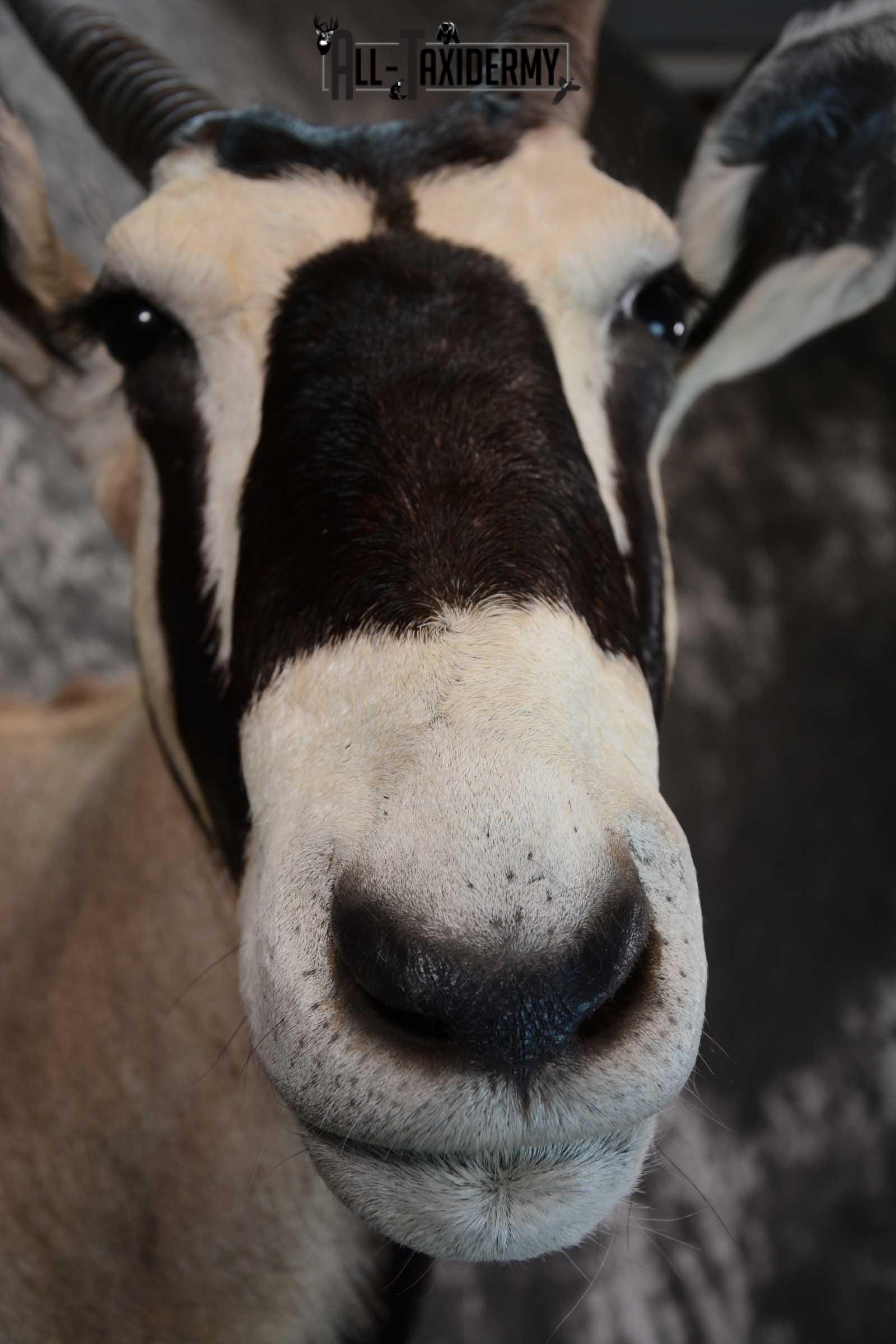 African Gemsbok taxidermy shoulder mount for sale SKU 1649 - Image 2