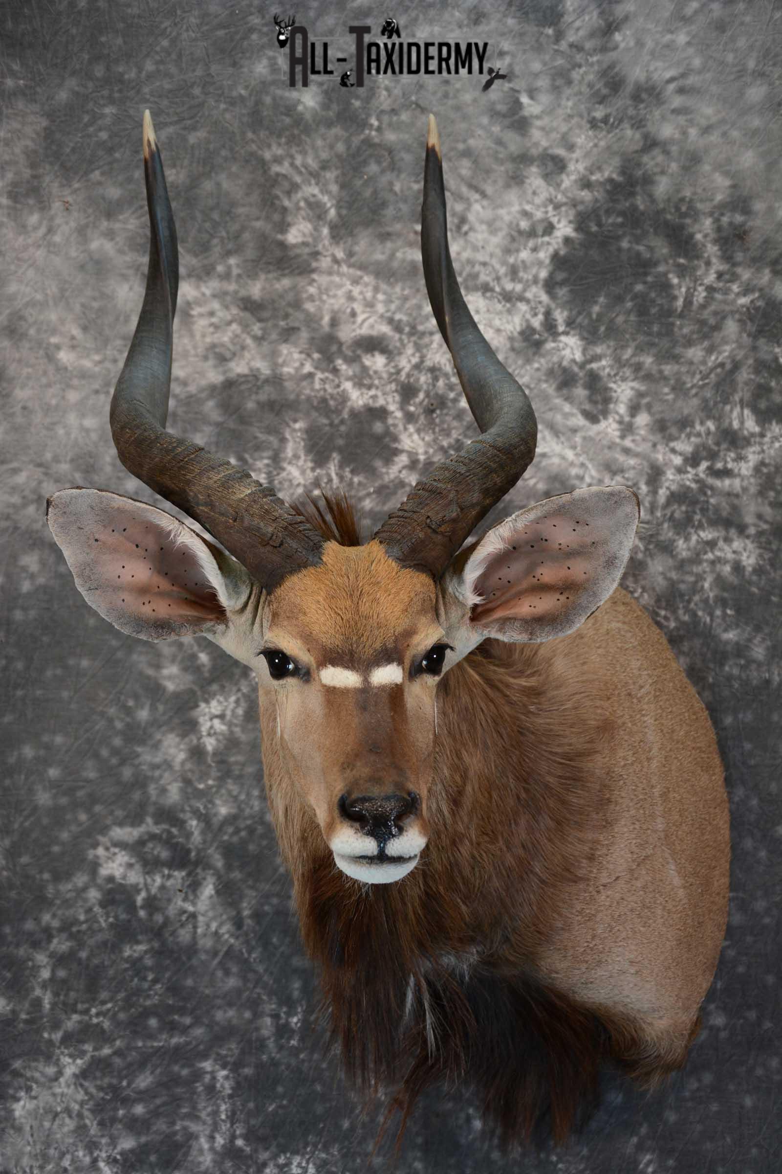 African Nyala taxidermy shoulder mount for sale SKU 1650