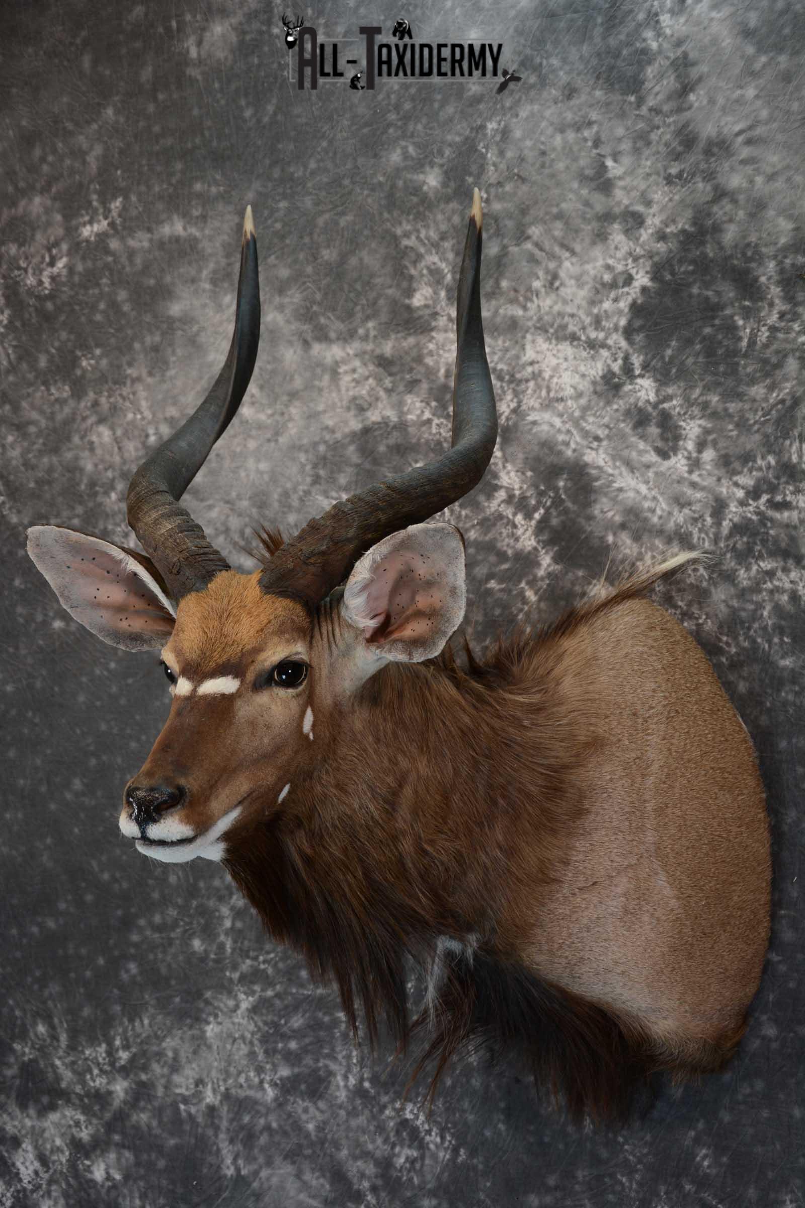 African Nyala taxidermy shoulder mount for sale SKU 1650 - Image 8