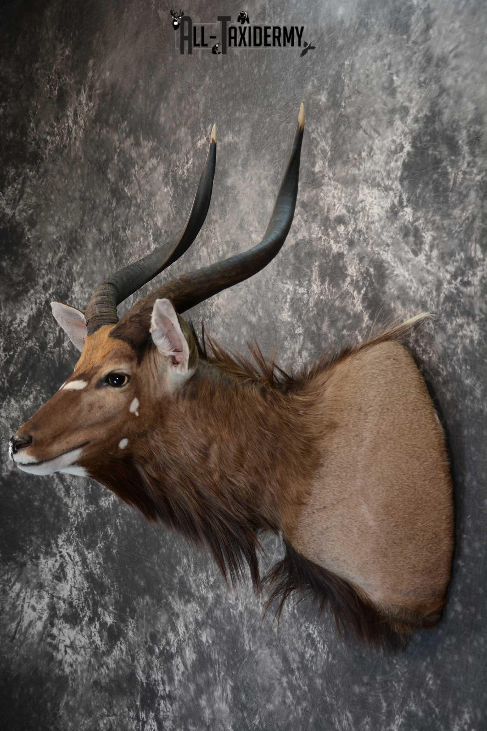 African Nyala taxidermy shoulder mount for sale SKU 1650 - Image 7