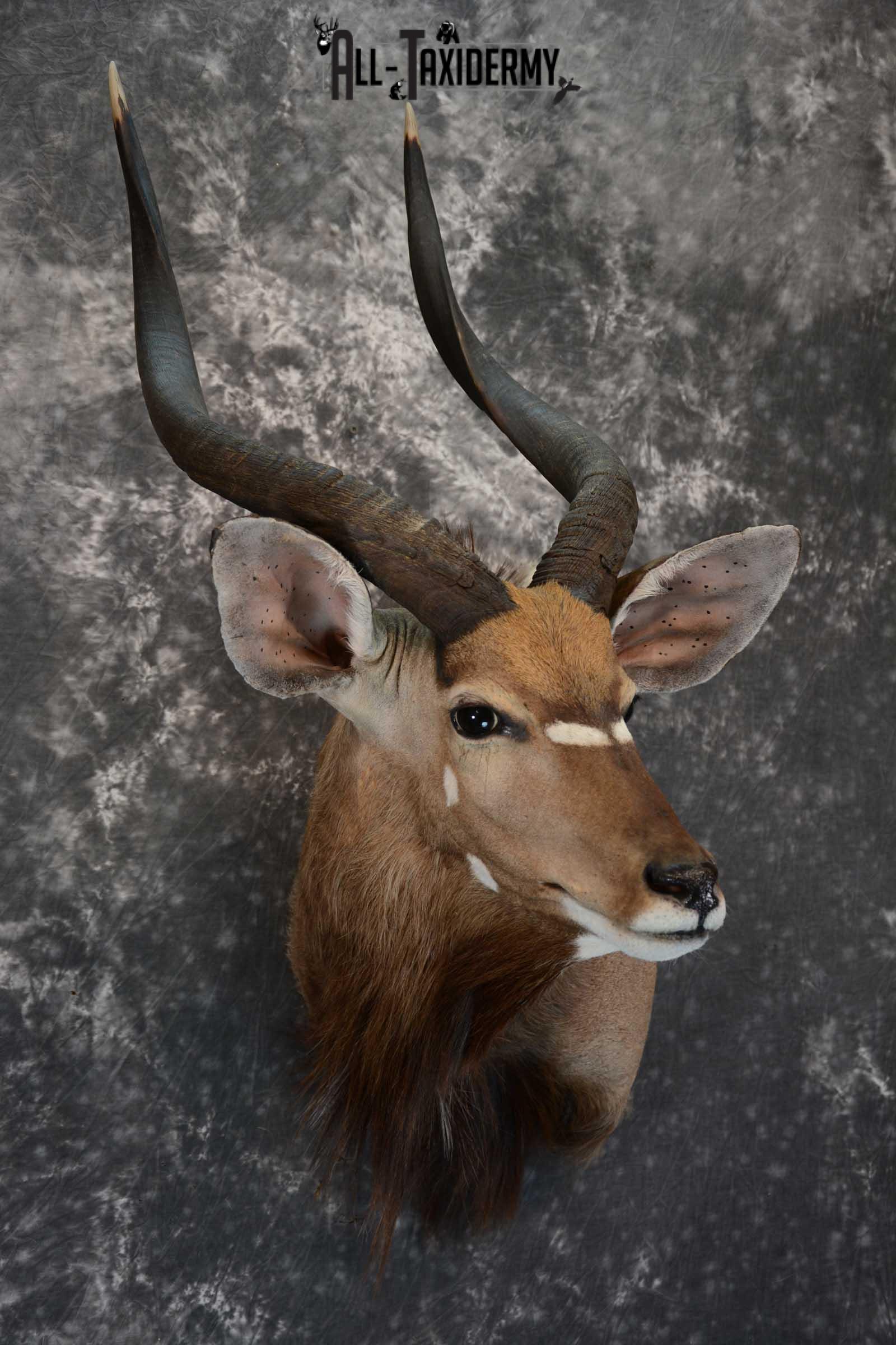 African Nyala taxidermy shoulder mount for sale SKU 1650 - Image 6