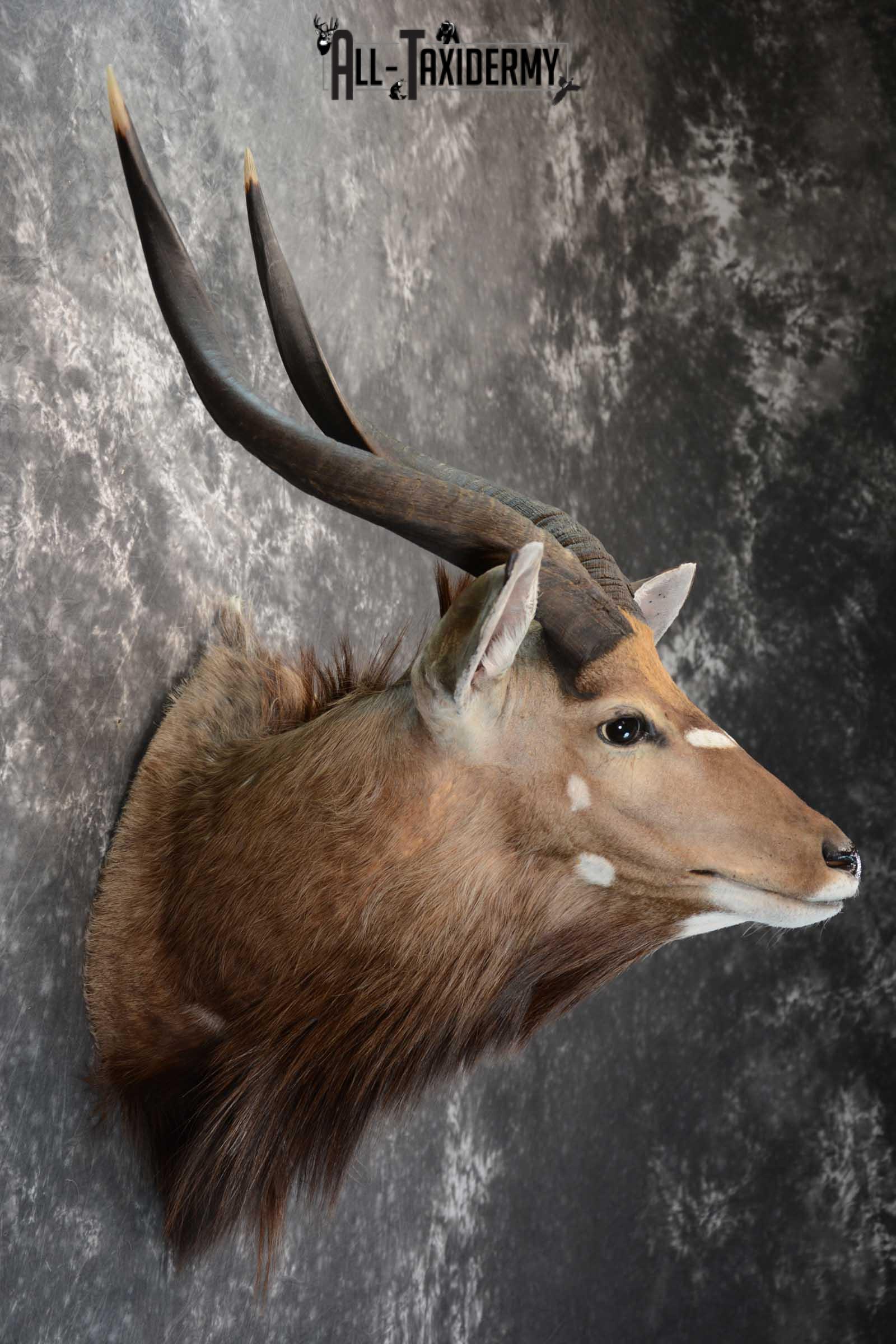 African Nyala taxidermy shoulder mount for sale SKU 1650 - Image 5