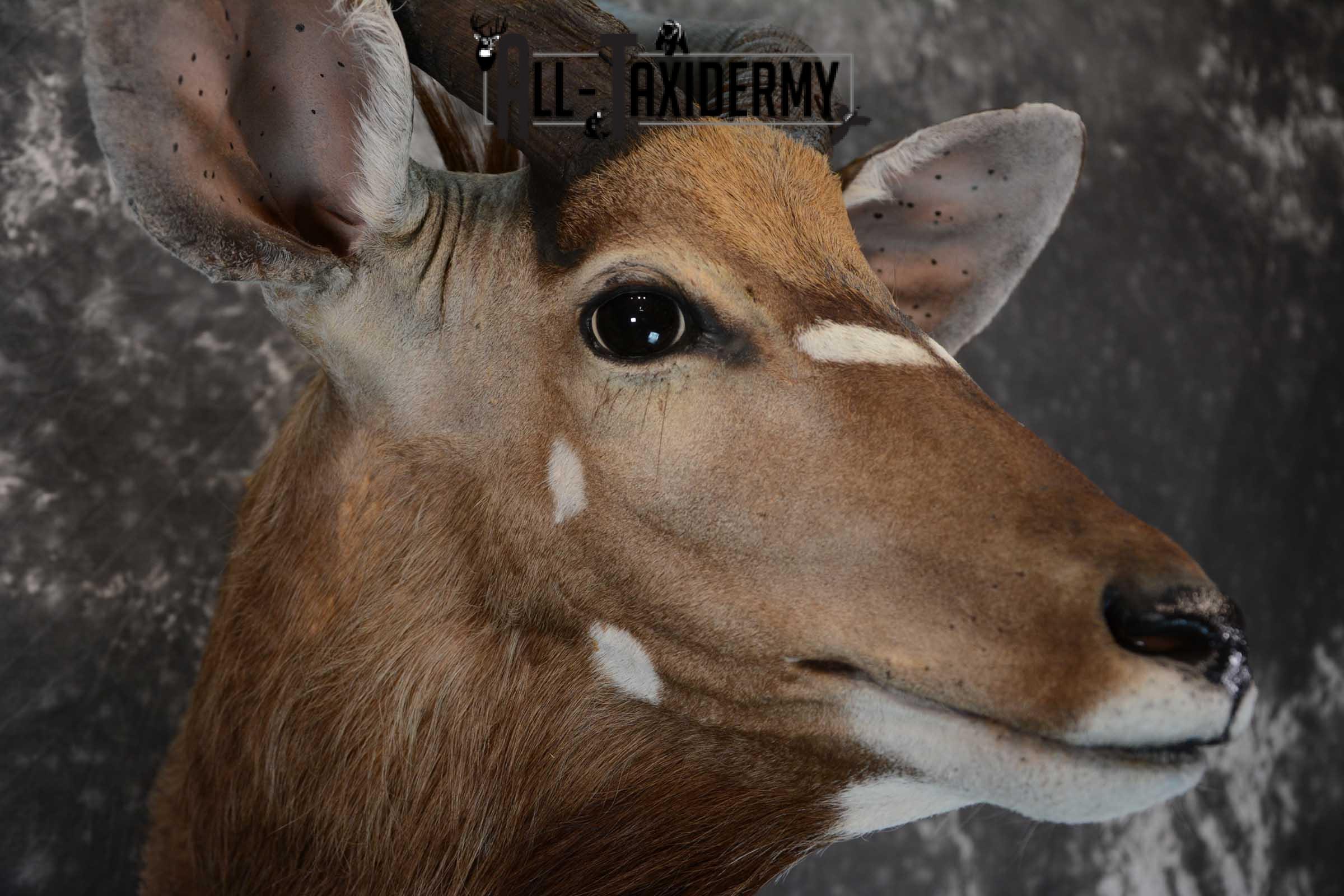 African Nyala taxidermy shoulder mount for sale SKU 1650 - Image 4