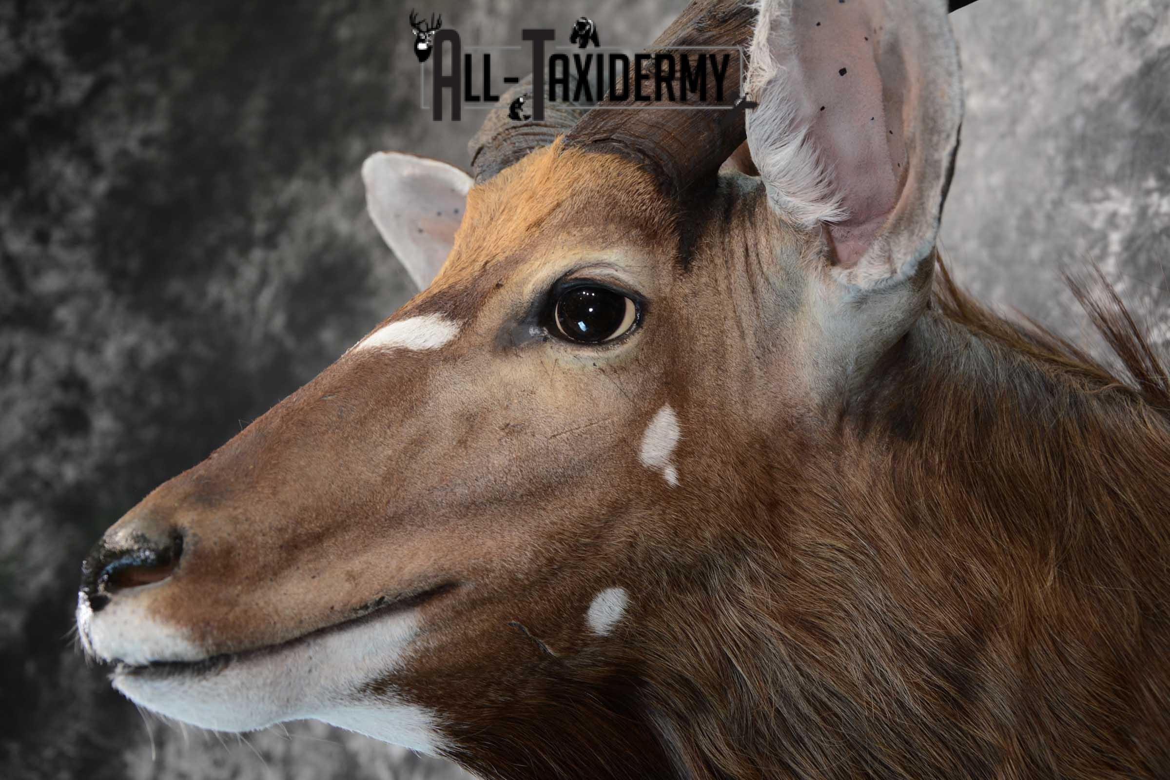 African Nyala taxidermy shoulder mount for sale SKU 1650 - Image 3