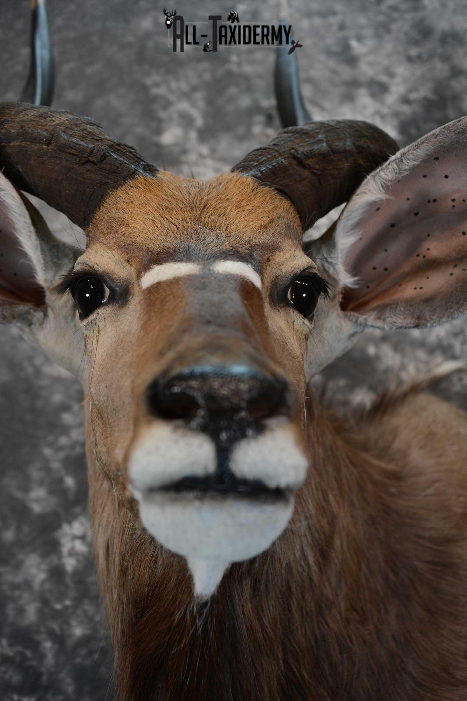 African Nyala taxidermy shoulder mount for sale SKU 1650 - Image 2