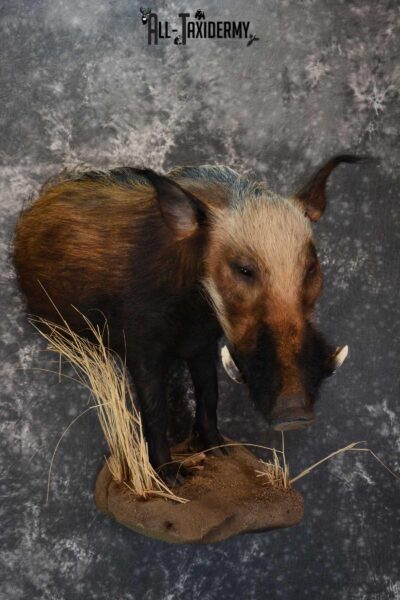 1/2 body African bush pig wall pedestal taxidermy mount SKU 1651