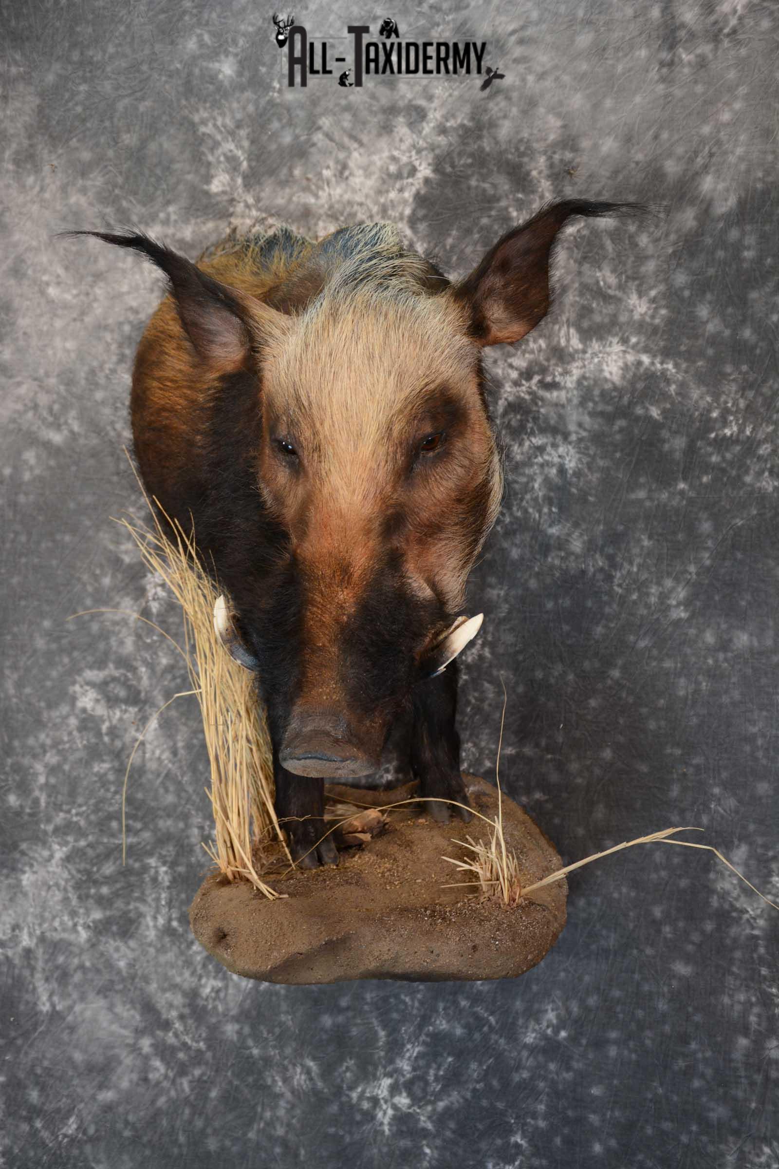 1/2 body African bush pig wall pedestal taxidermy mount SKU 1651 - Image 5