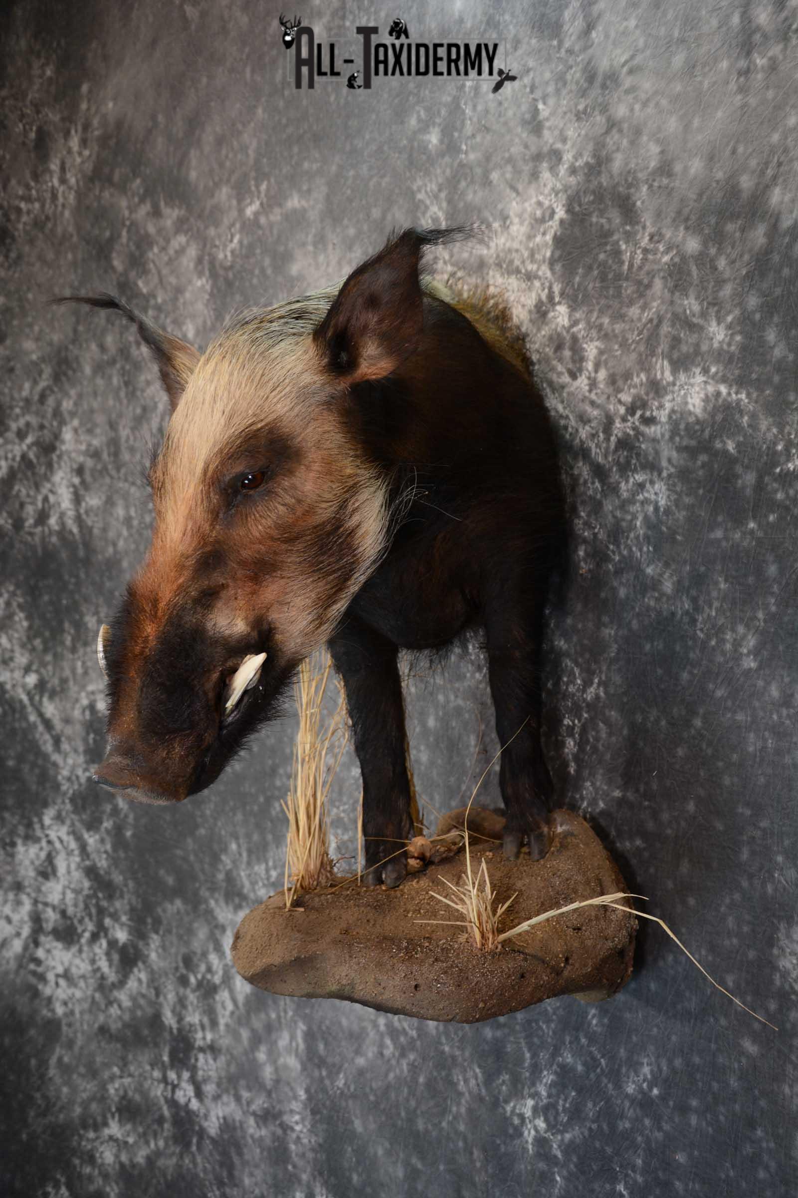 1/2 body African bush pig wall pedestal taxidermy mount SKU 1651 - Image 4