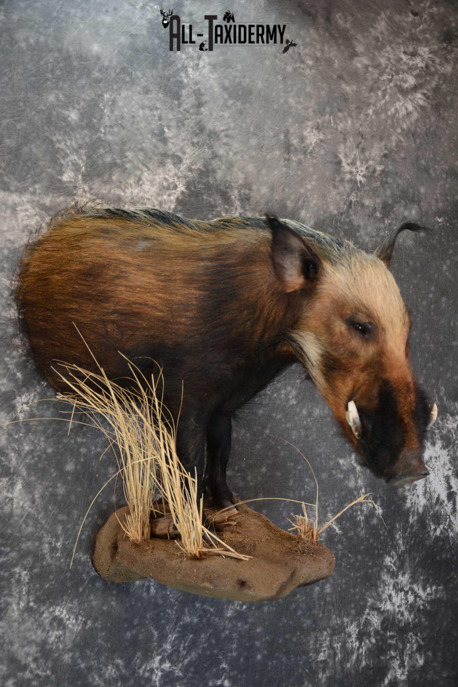 1/2 body African bush pig wall pedestal taxidermy mount SKU 1651 - Image 3