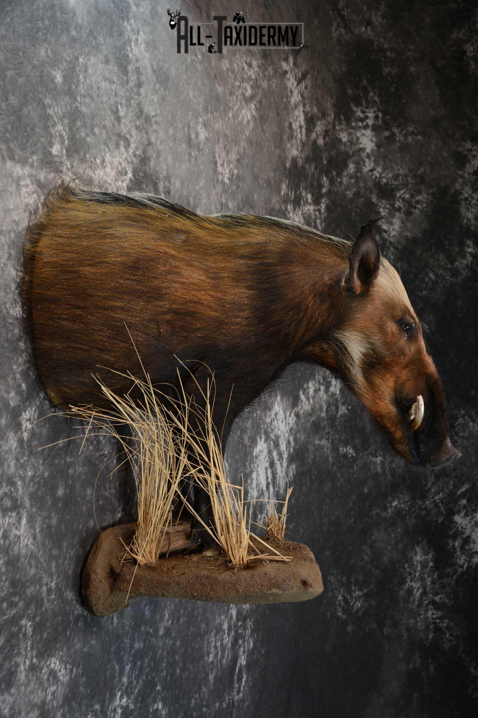 1/2 body African bush pig wall pedestal taxidermy mount SKU 1651 - Image 2
