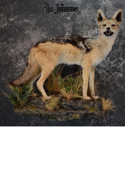 African Black Backed Jackal full body taxidermy mount for sale SKU 1652