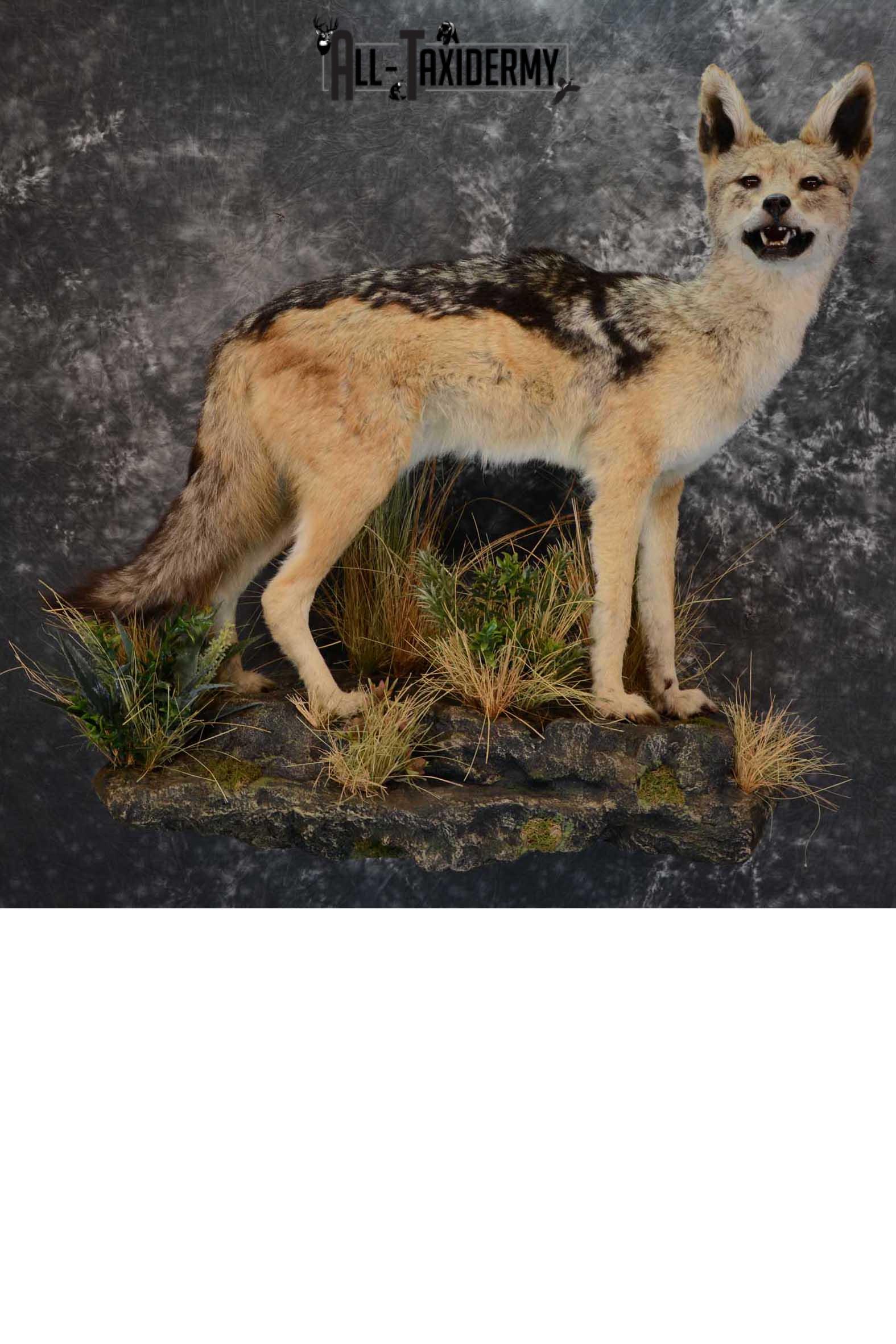 African Black Backed Jackal full body taxidermy mount for sale SKU 1652