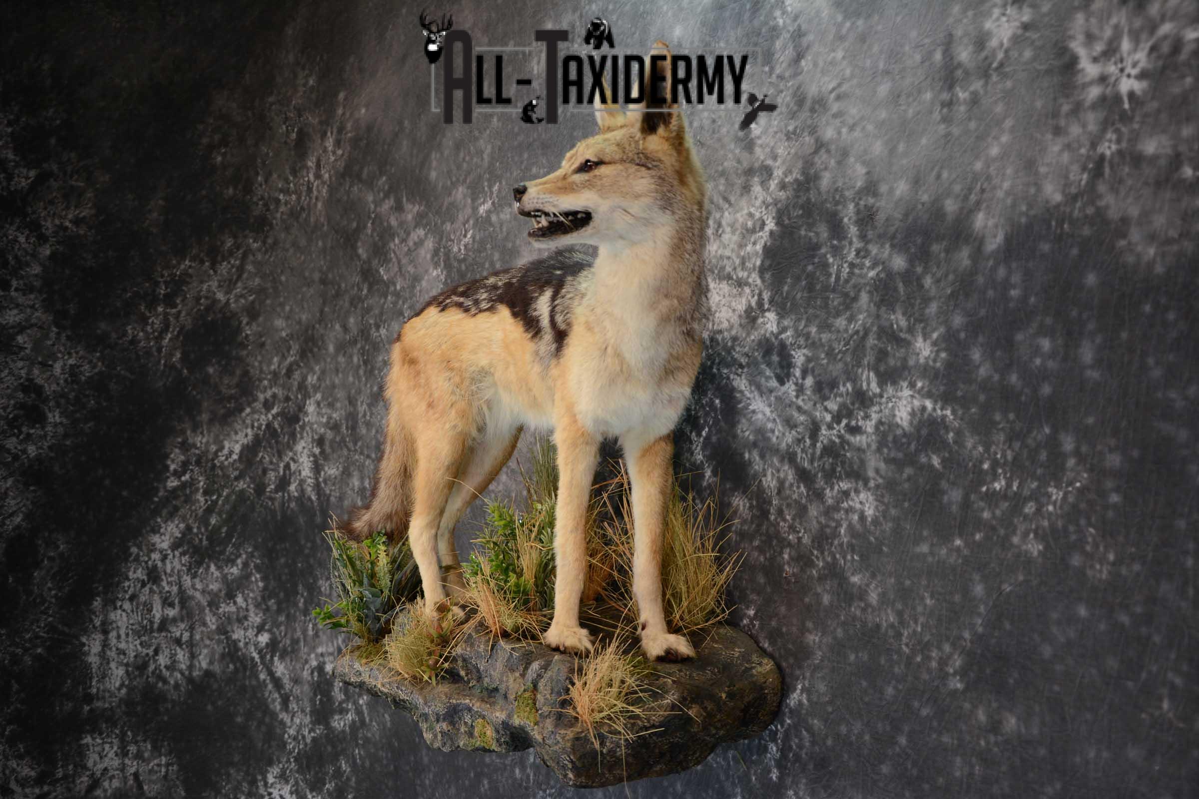 African Black Backed Jackal full body taxidermy mount for sale SKU 1652 - Image 9