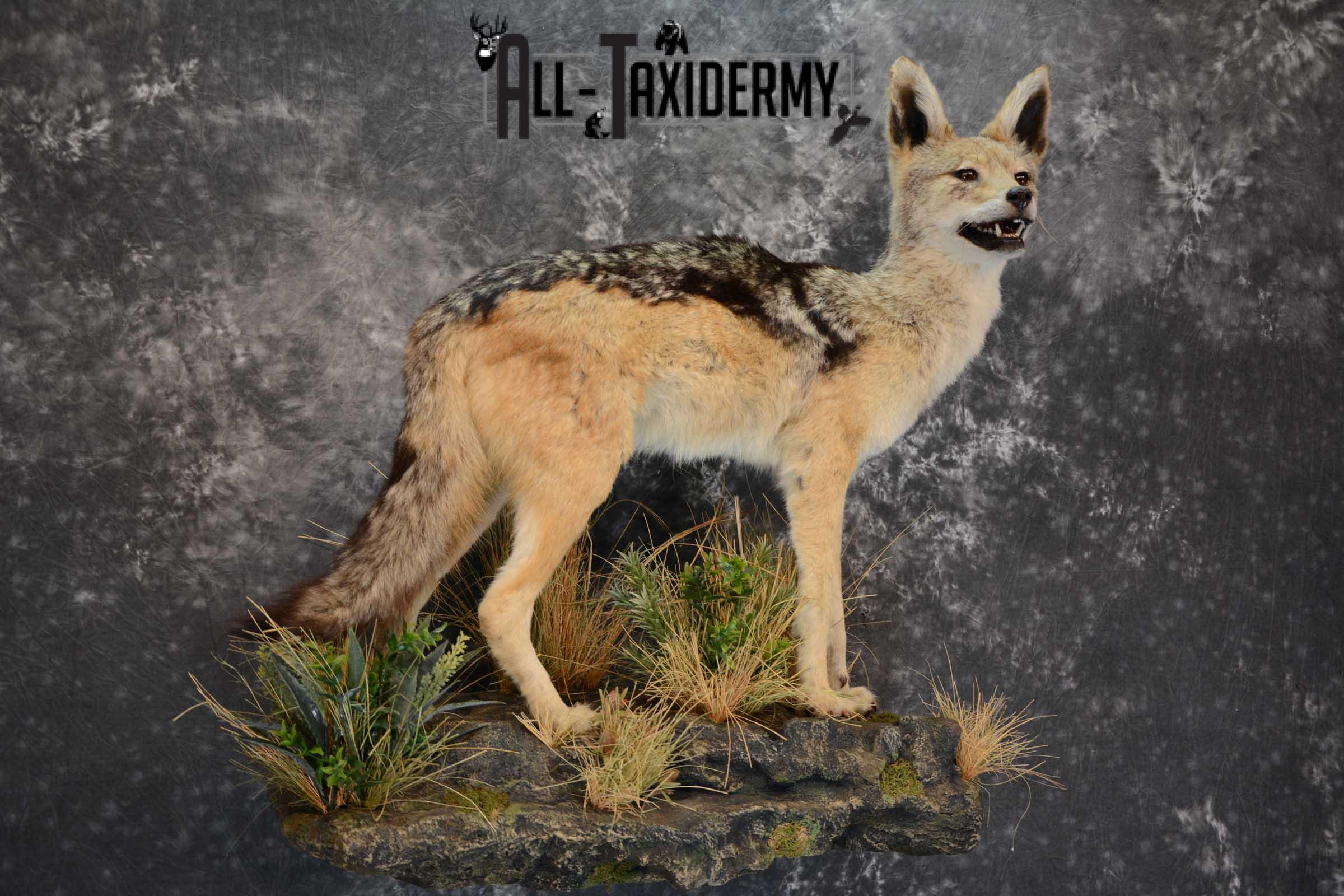 African Black Backed Jackal full body taxidermy mount for sale SKU 1652 - Image 8