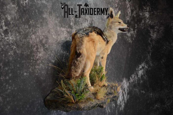 African Black Backed Jackal full body taxidermy mount for sale SKU 1652