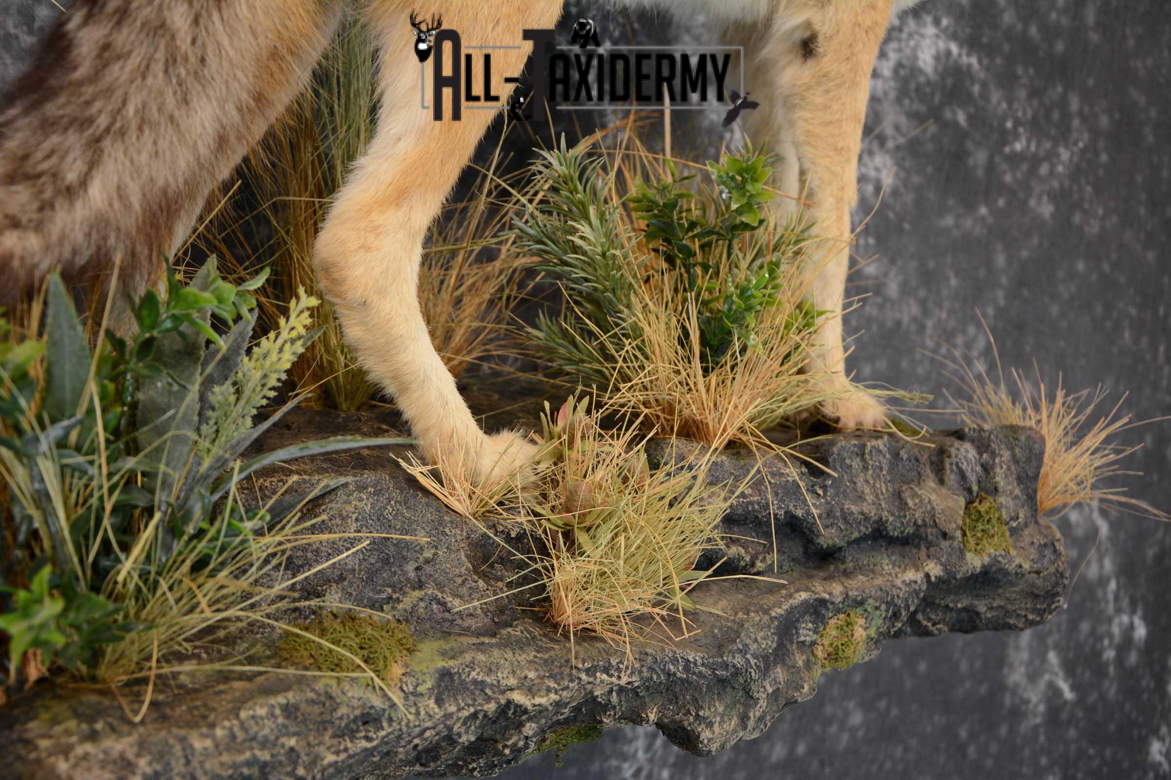 African Black Backed Jackal full body taxidermy mount for sale SKU 1652 - Image 6