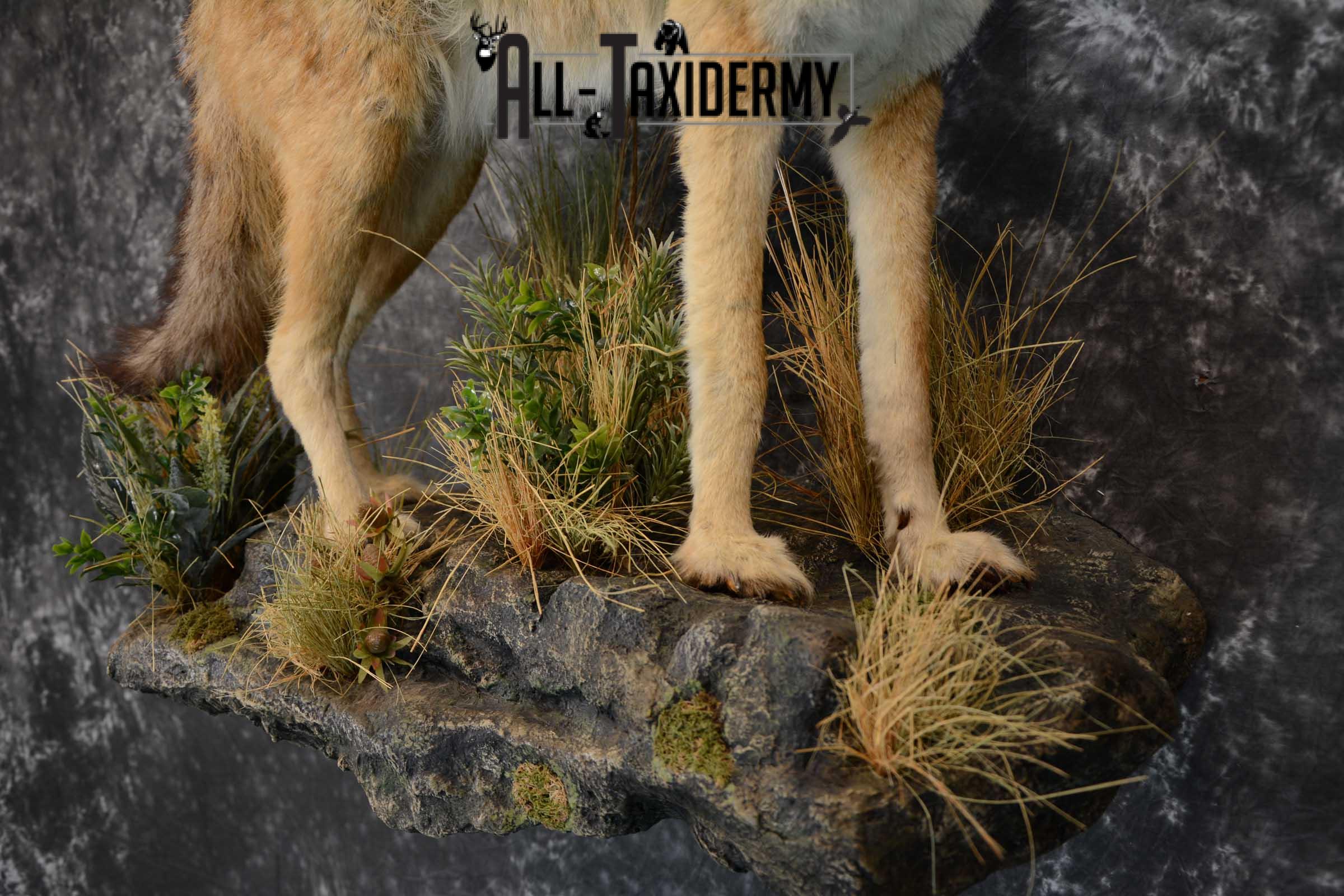 African Black Backed Jackal full body taxidermy mount for sale SKU 1652 - Image 5