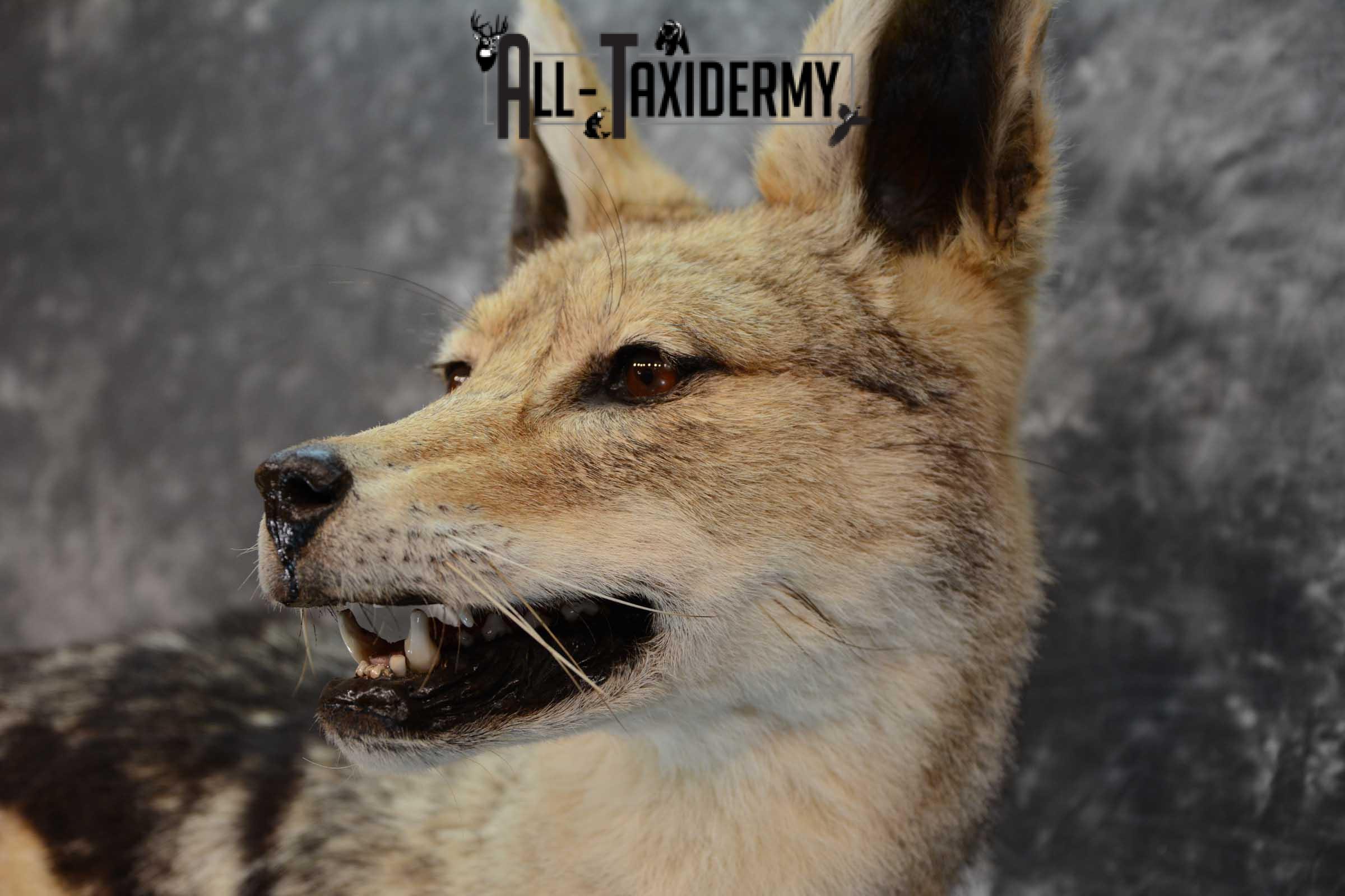 African Black Backed Jackal full body taxidermy mount for sale SKU 1652 - Image 4