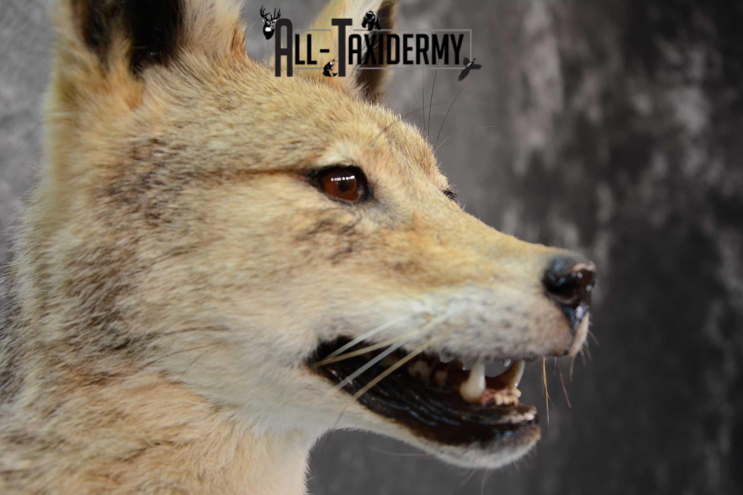 African Black Backed Jackal full body taxidermy mount for sale SKU 1652 - Image 3