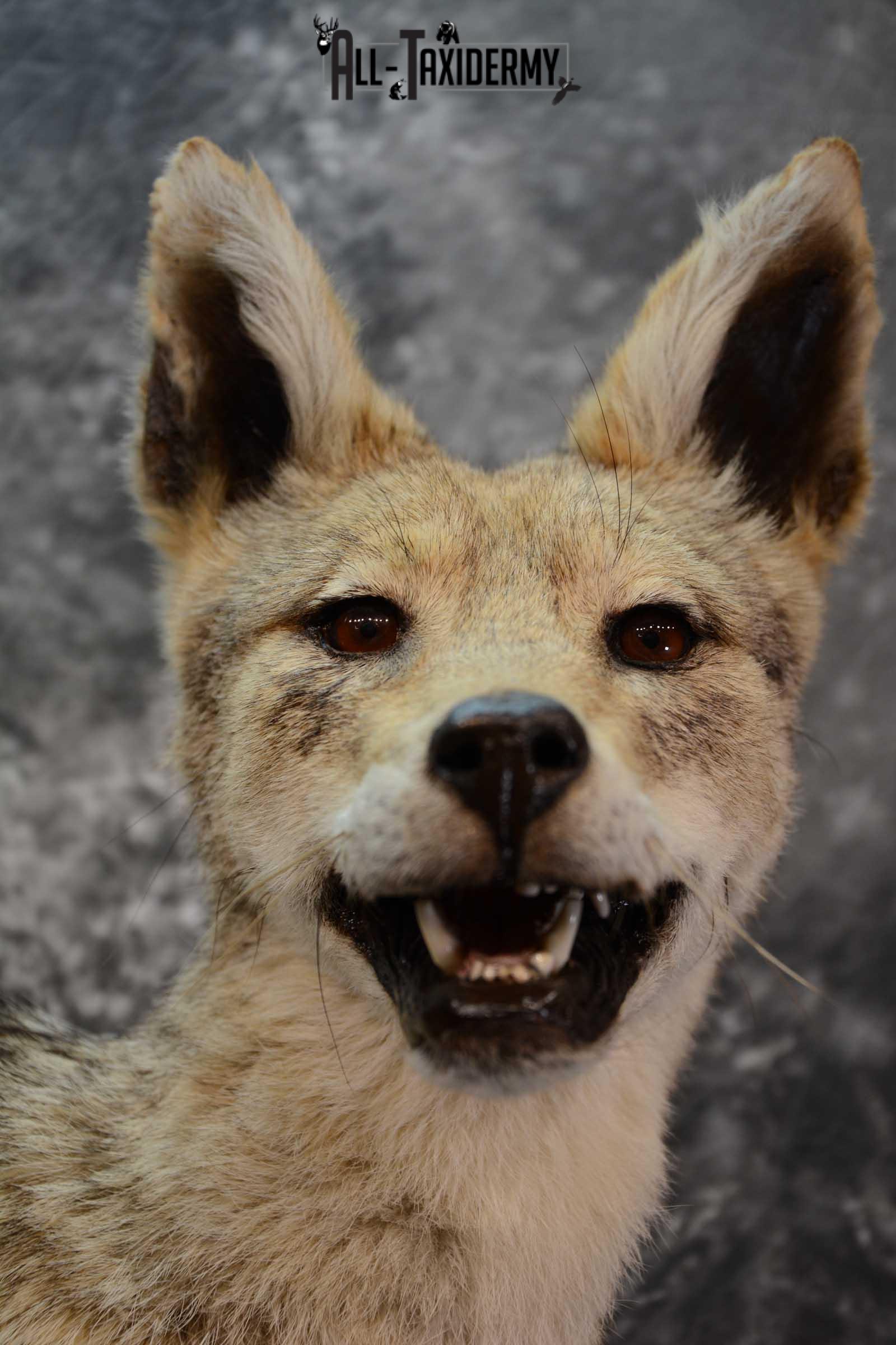 African Black Backed Jackal full body taxidermy mount for sale SKU 1652 - Image 2