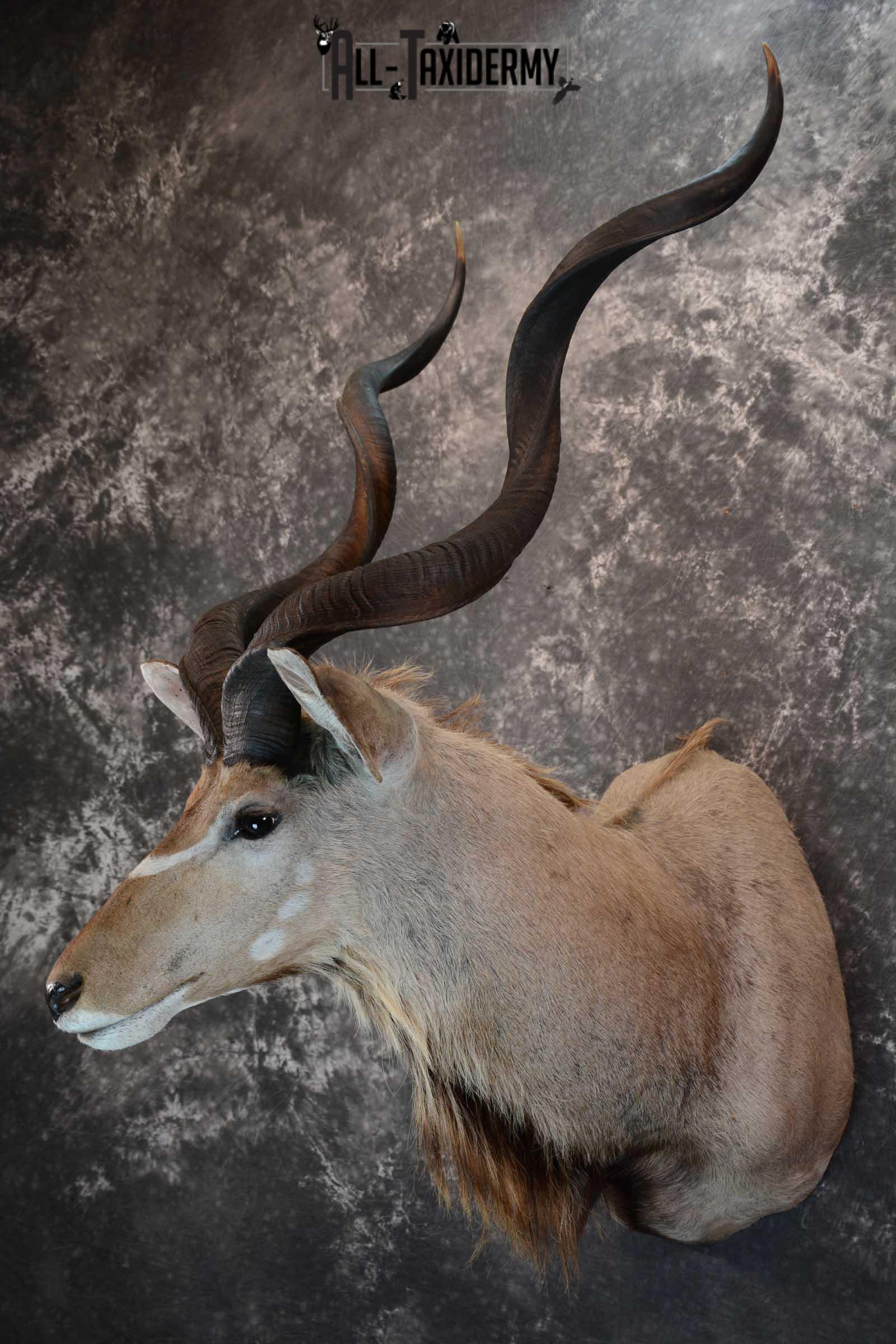 African Kudu Taxidermy shoulder mount for sale SKU 1653 - Image 8