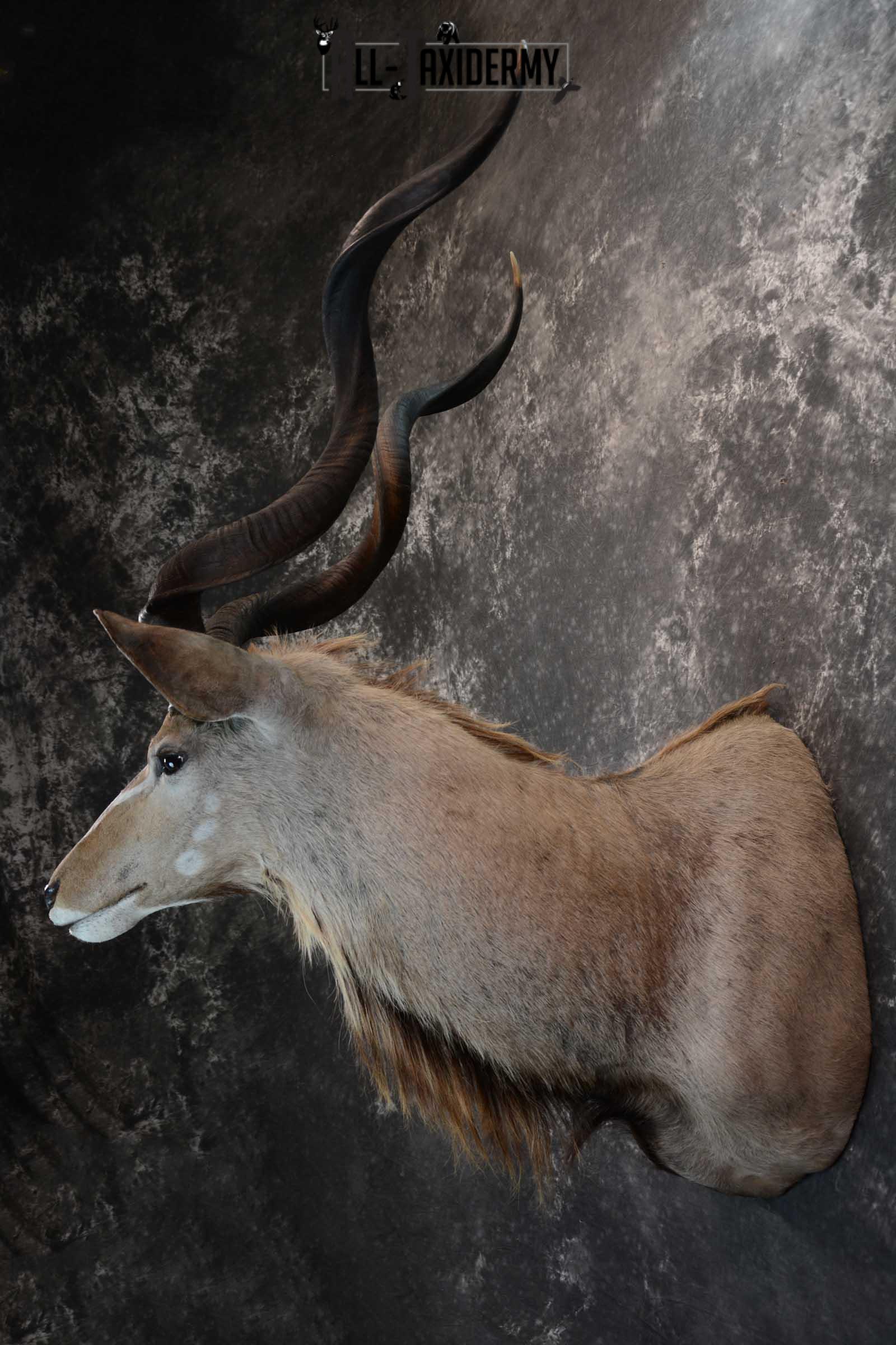 African Kudu Taxidermy shoulder mount for sale SKU 1653 - Image 7