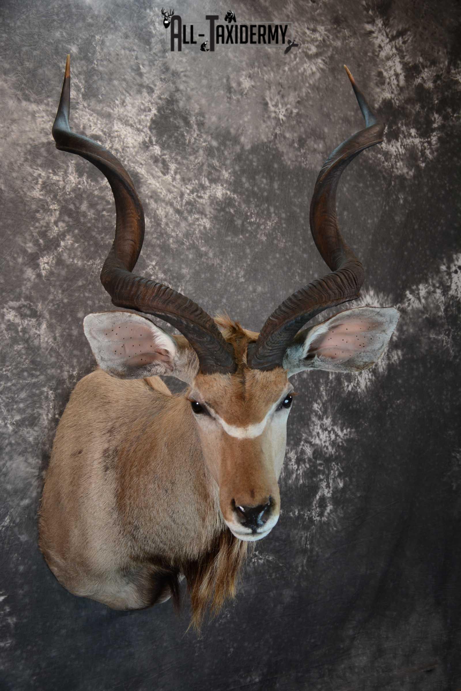 African Kudu Taxidermy shoulder mount for sale SKU 1653 - Image 6