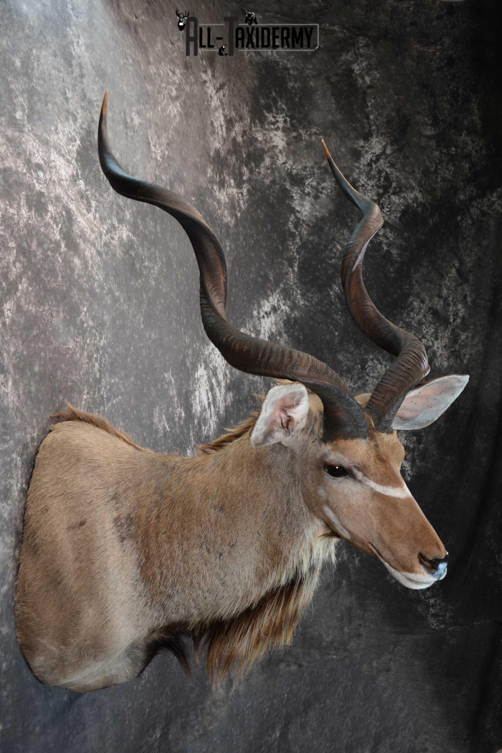 African Kudu Taxidermy shoulder mount for sale SKU 1653 - Image 5
