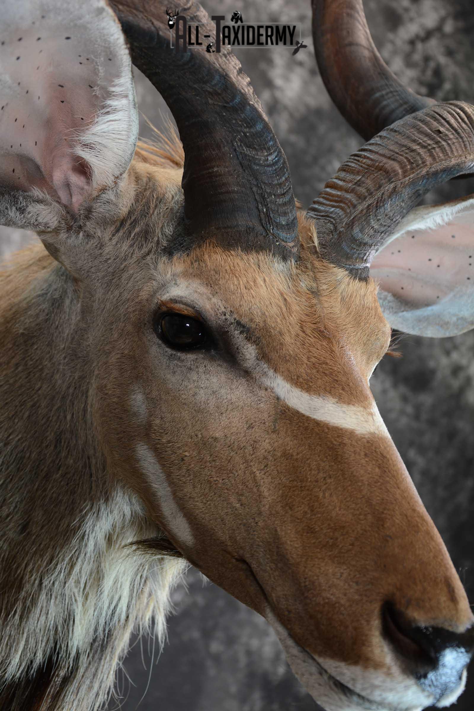 African Kudu Taxidermy shoulder mount for sale SKU 1653 - Image 4