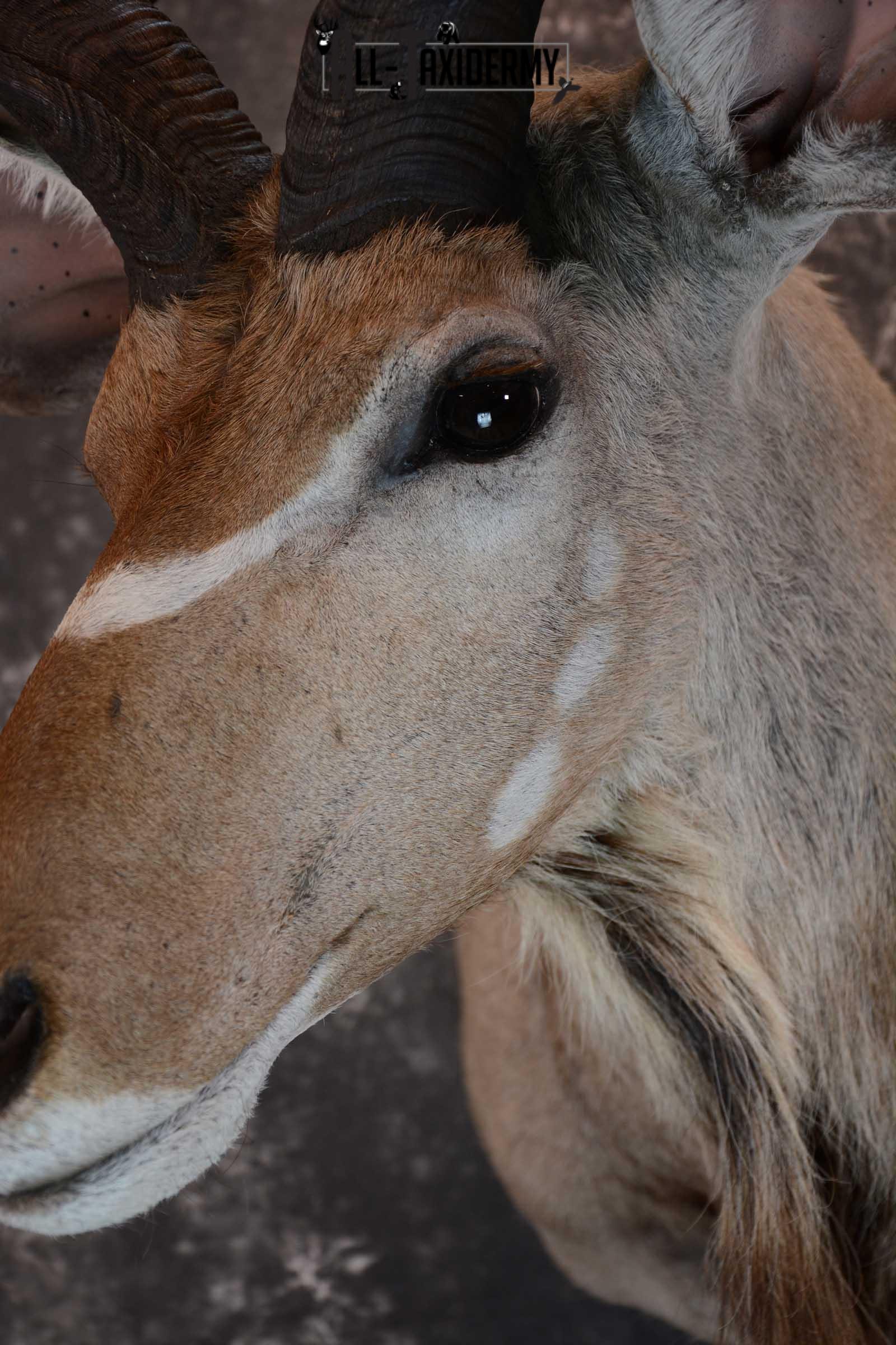 African Kudu Taxidermy shoulder mount for sale SKU 1653 - Image 3