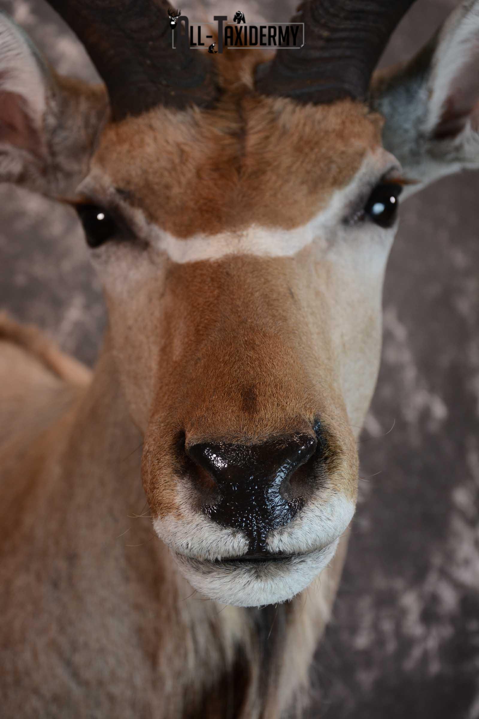 African Kudu Taxidermy shoulder mount for sale SKU 1653 - Image 2