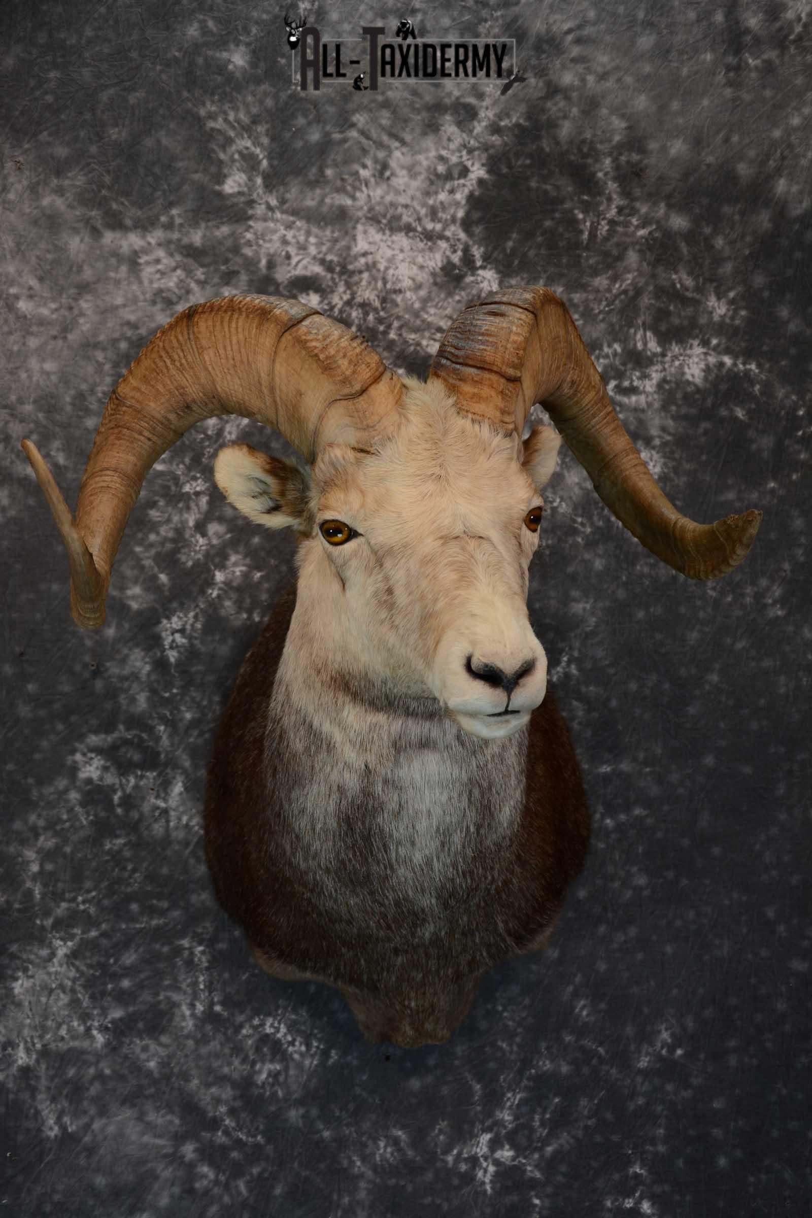 Stone Sheep taxidermy shoulder mount for sale SKU 1654