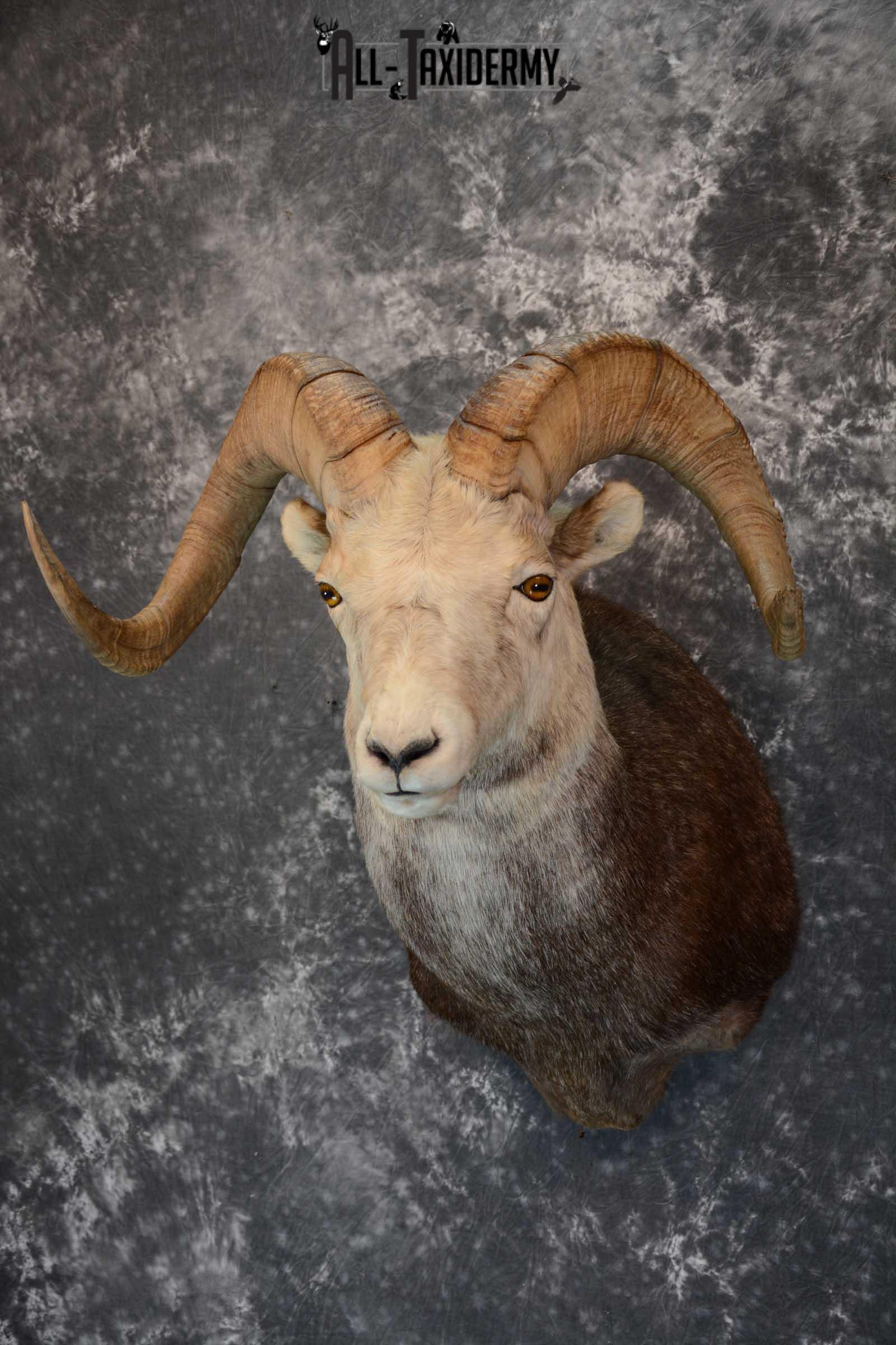 Stone Sheep taxidermy shoulder mount for sale SKU 1654 - Image 2