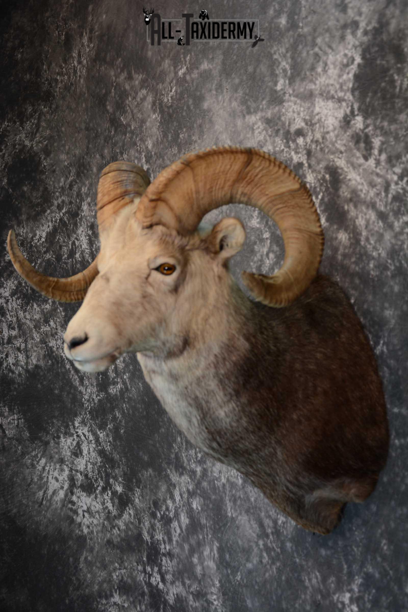 Stone Sheep taxidermy shoulder mount for sale SKU 1654 - Image 3