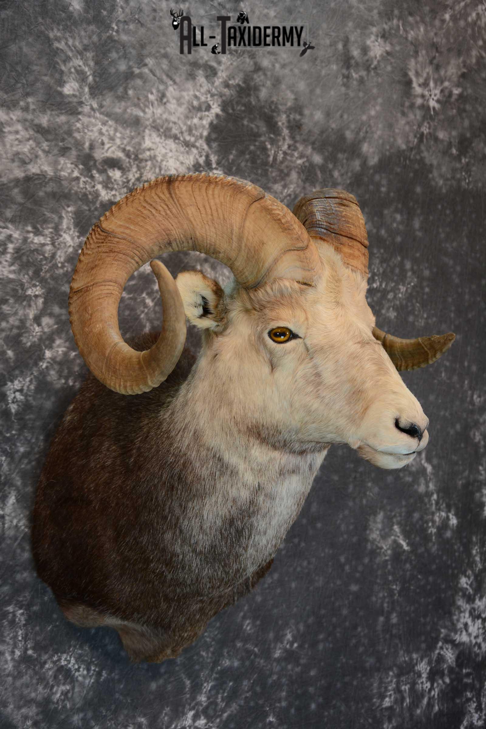 Stone Sheep taxidermy shoulder mount for sale SKU 1654 - Image 4