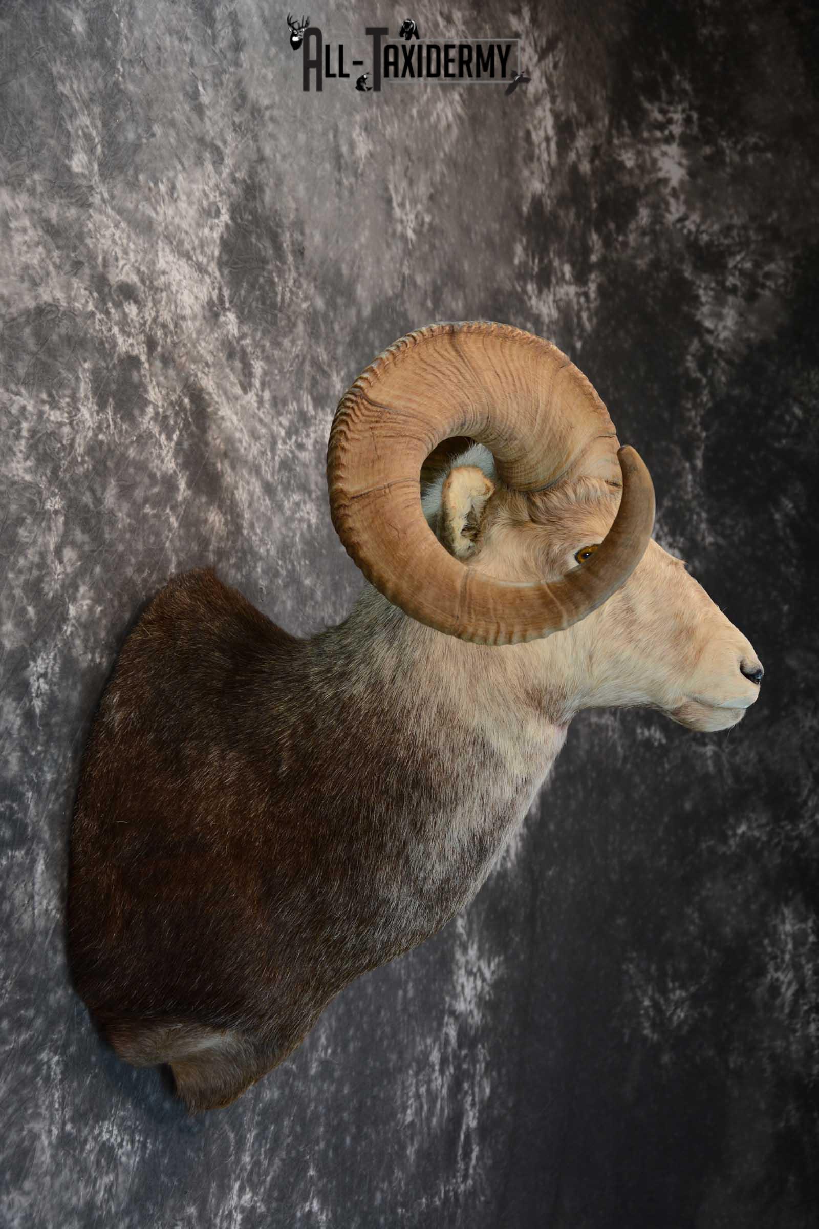 Stone Sheep taxidermy shoulder mount for sale SKU 1654 - Image 5