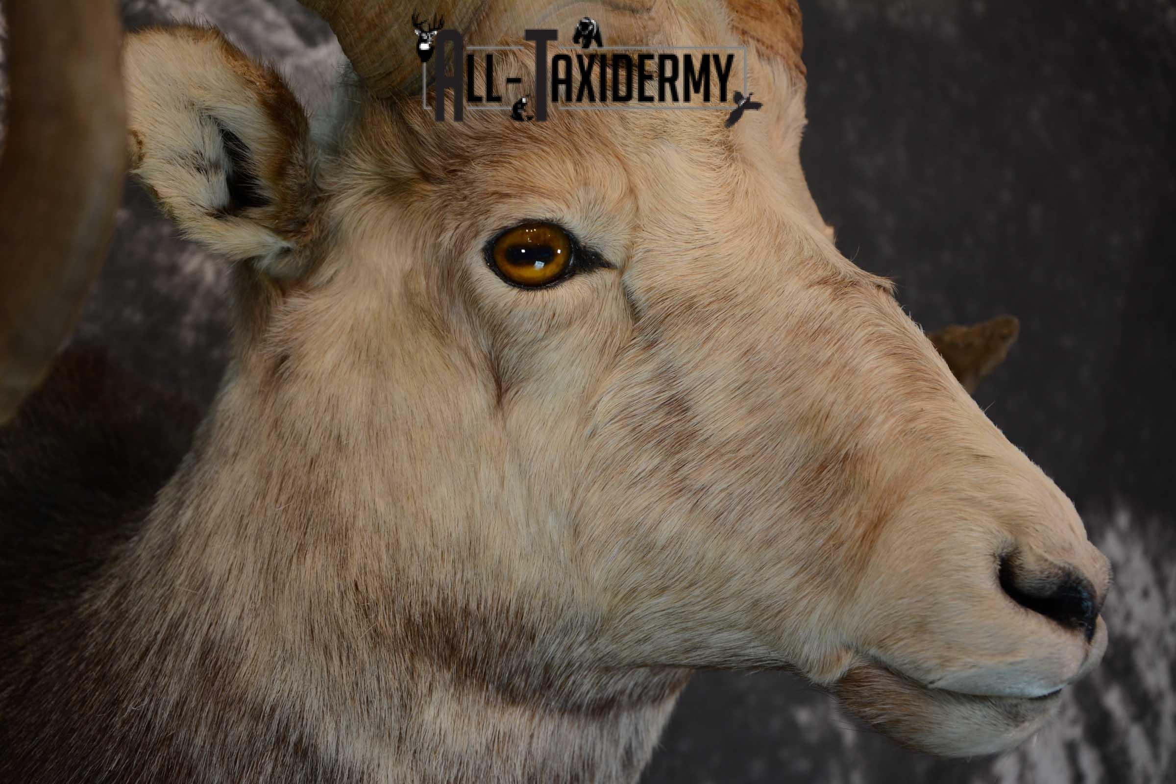 Stone Sheep taxidermy shoulder mount for sale SKU 1654 - Image 6