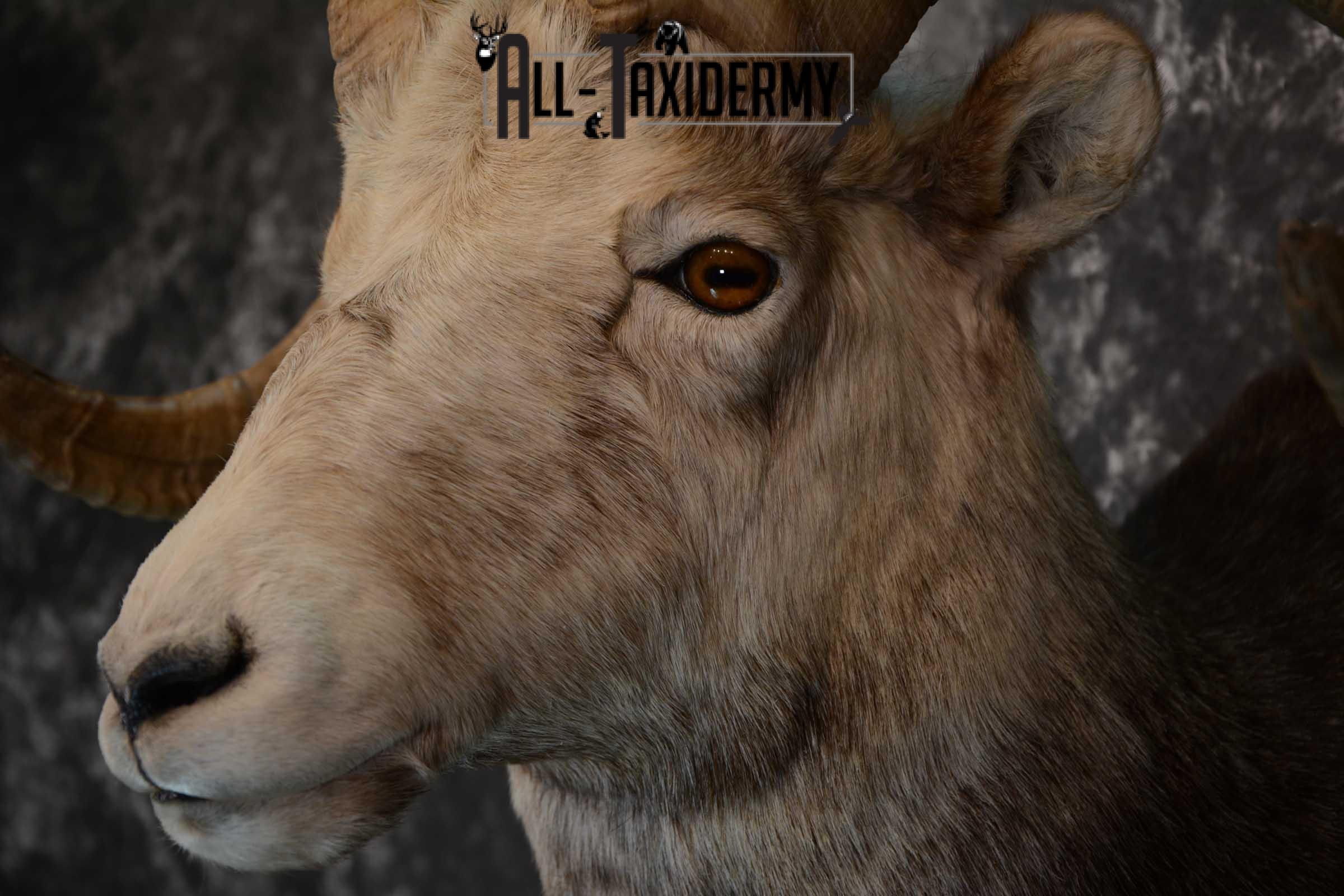 Stone Sheep taxidermy shoulder mount for sale SKU 1654 - Image 7