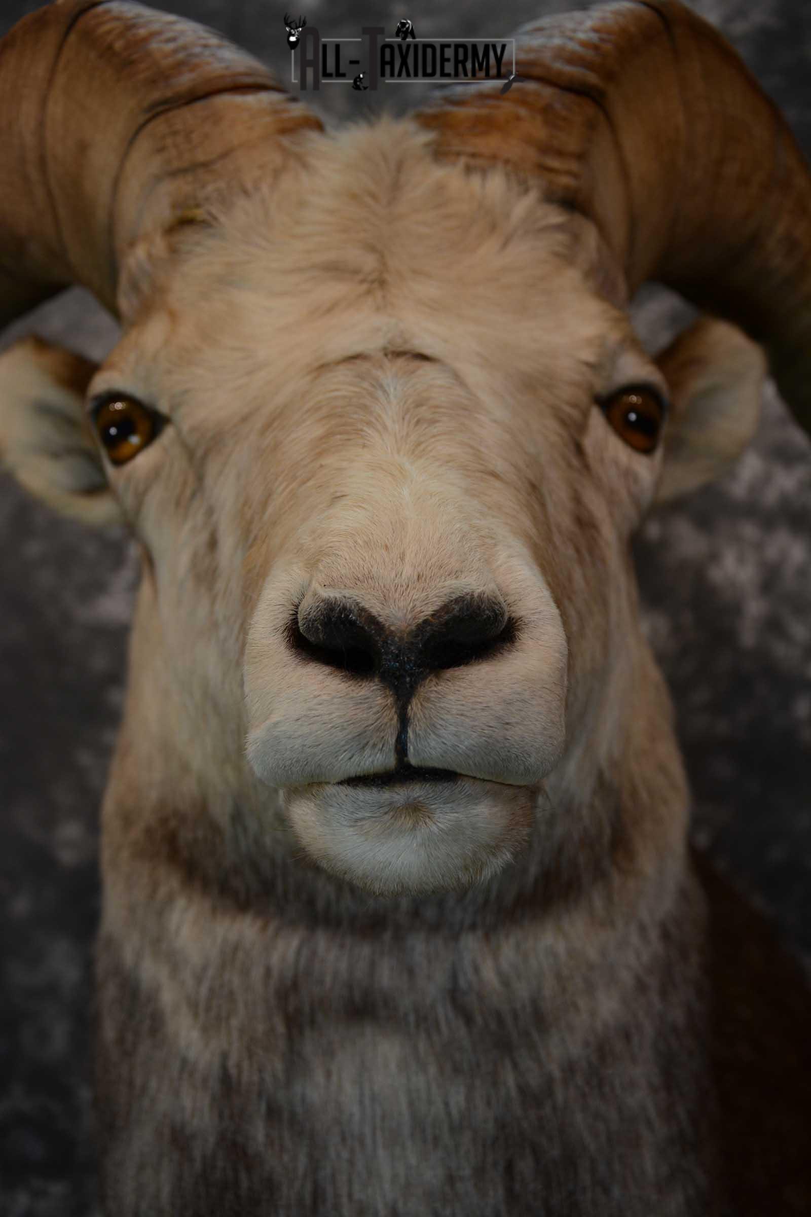 Stone Sheep taxidermy shoulder mount for sale SKU 1654 - Image 8
