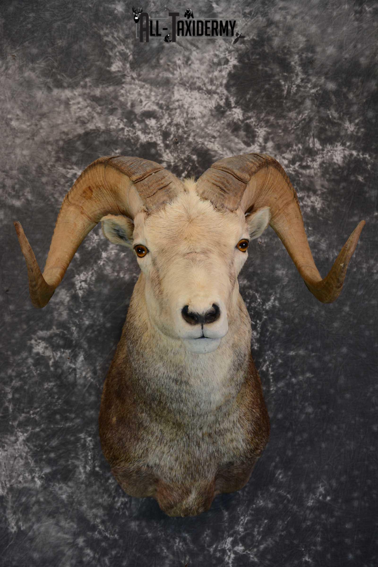 Stone Sheep taxidermy shoulder mount for sale SKU 1655
