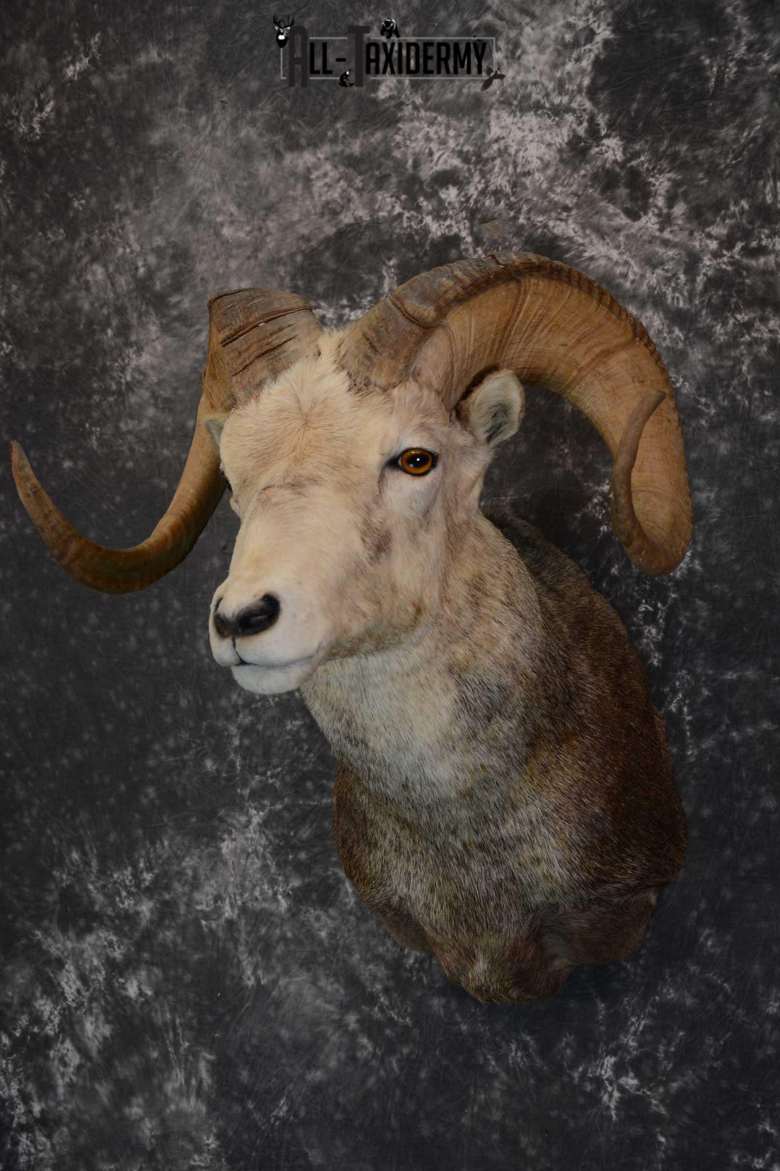Stone Sheep taxidermy shoulder mount for sale SKU 1655 - Image 8