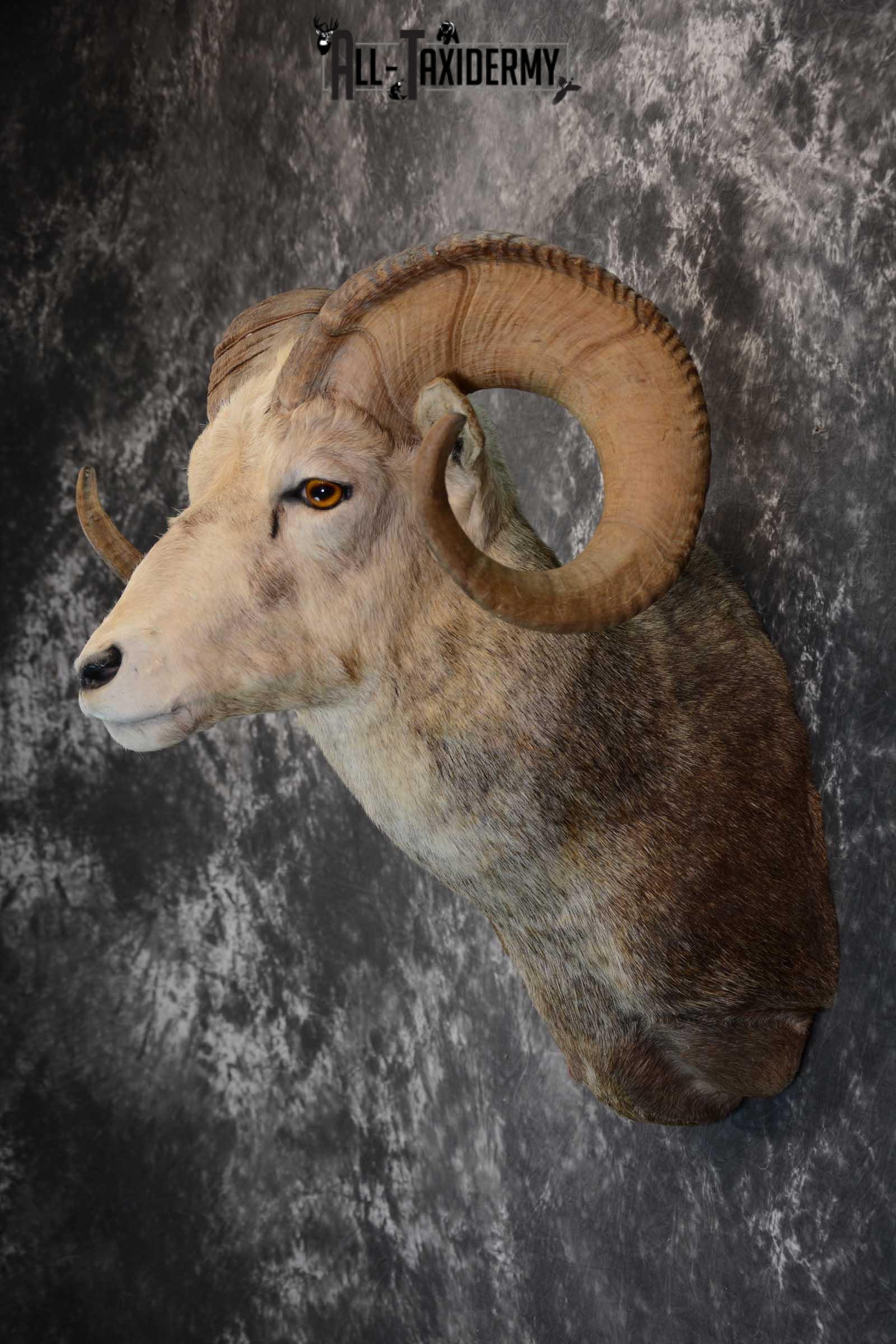 Stone Sheep taxidermy shoulder mount for sale SKU 1655 - Image 7