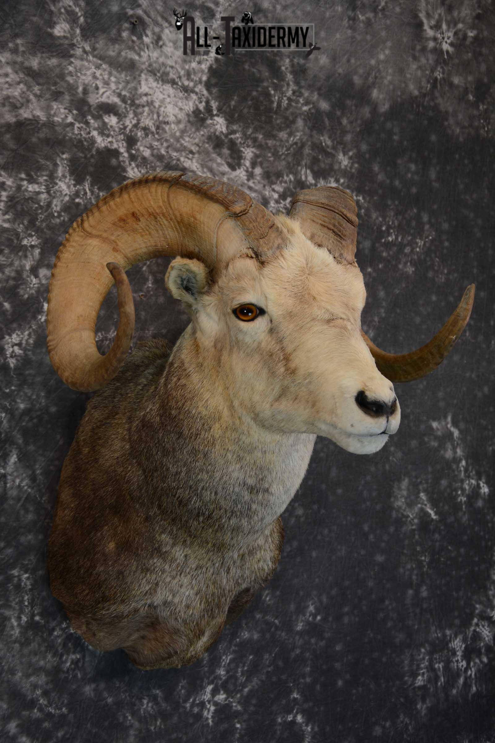 Stone Sheep taxidermy shoulder mount for sale SKU 1655 - Image 6