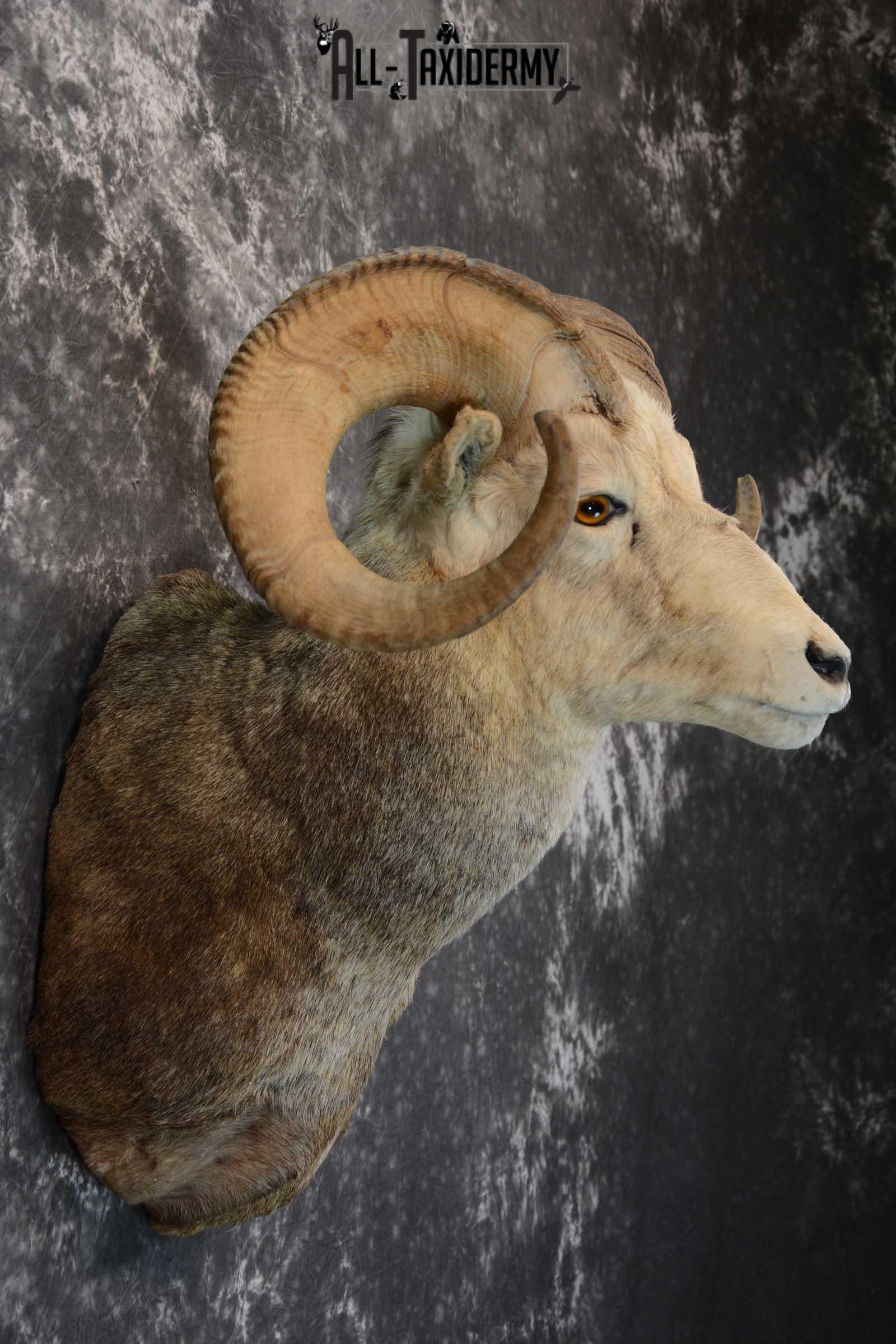 Stone Sheep taxidermy shoulder mount for sale SKU 1655 - Image 5